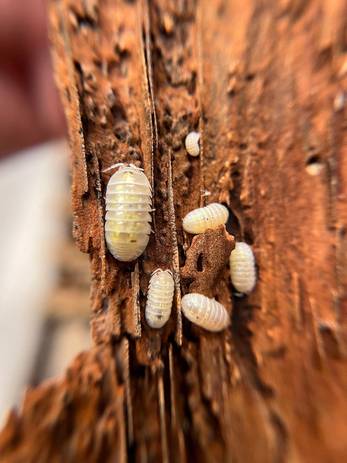 Armadillidium vulgare “Japanese magic potion” isopods (12+ count)