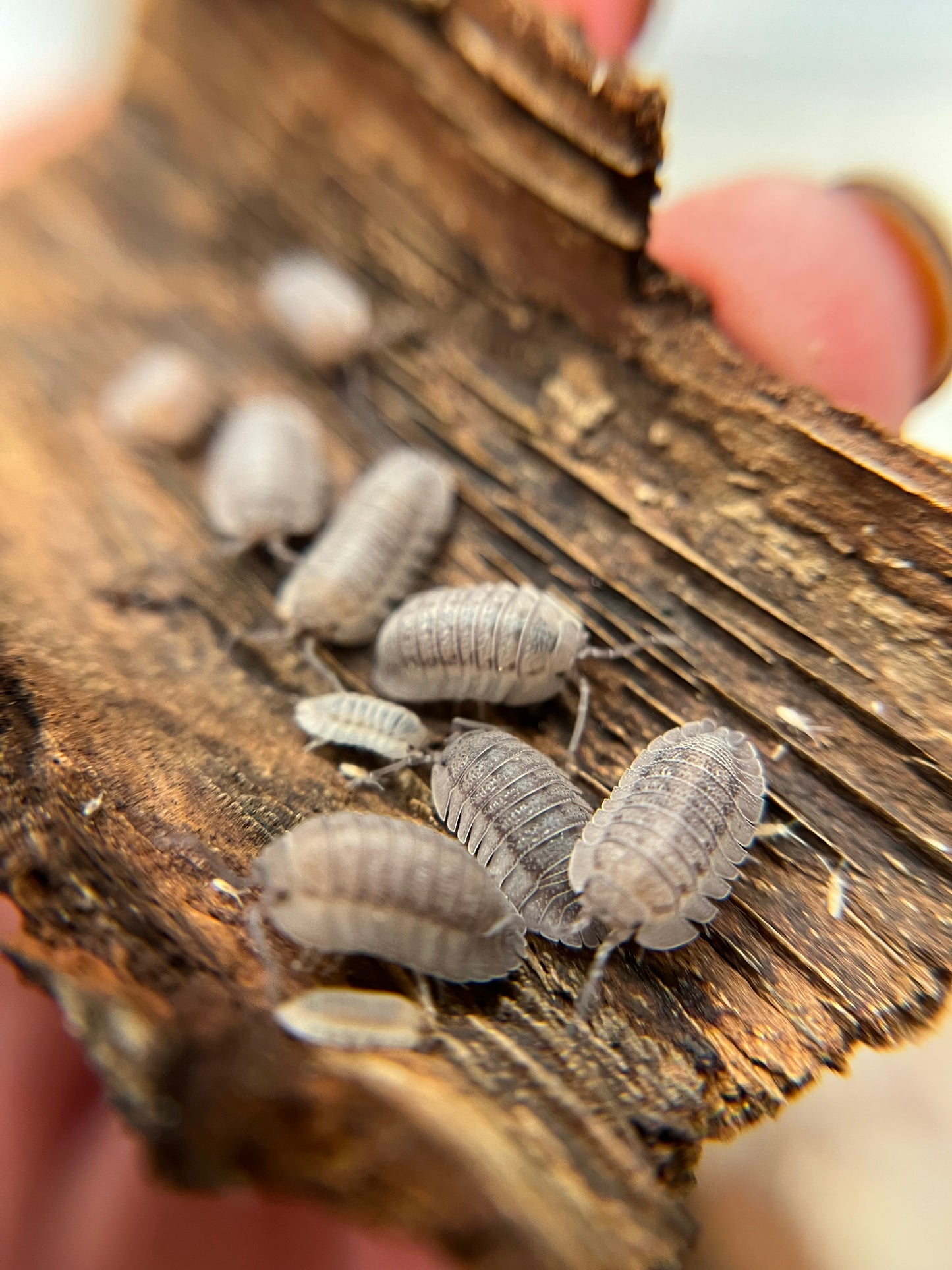 Armadillidium peraccae isopods (12+ count)