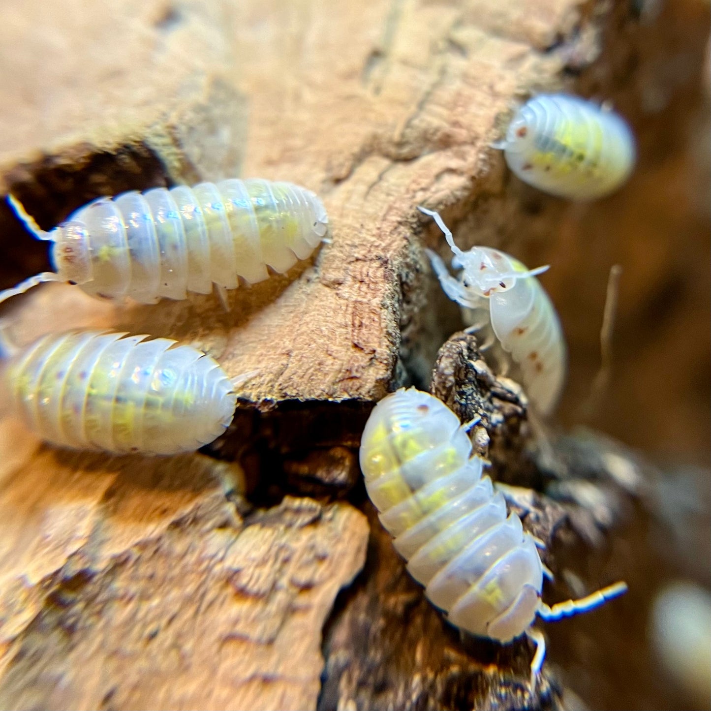 Armadillidium vulgare “orange dalmatian” isopods (12+ count)