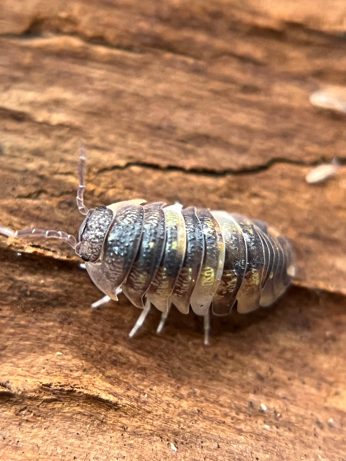 Armadillidium granulatum "koi" isopods (10+ count)