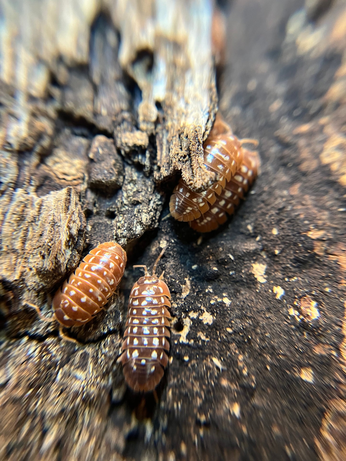 Armadillidium werneri "orange" isopods (12+ count)