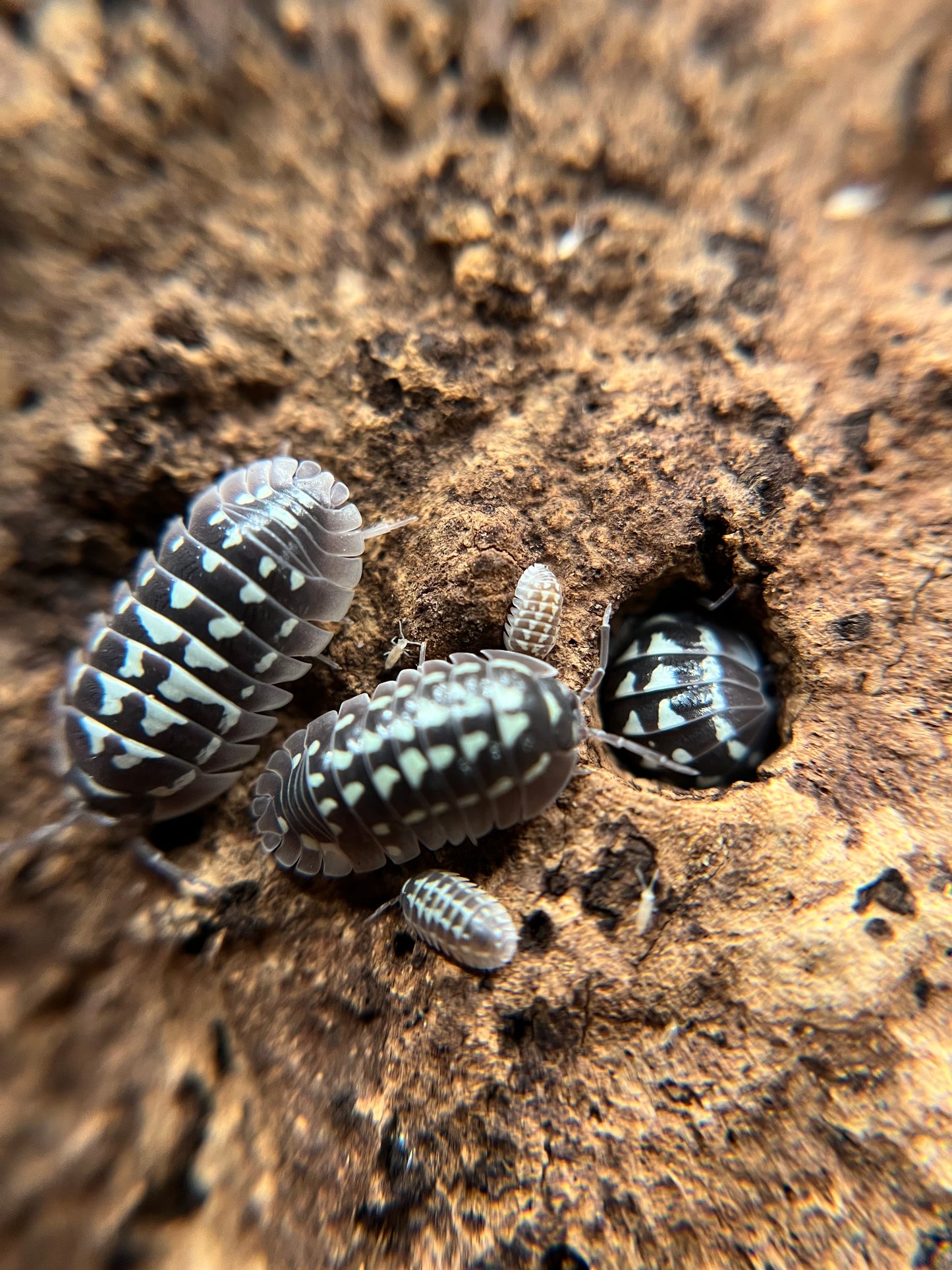 Armadillidium gestroi "white zinger" isopods (10+ count)
