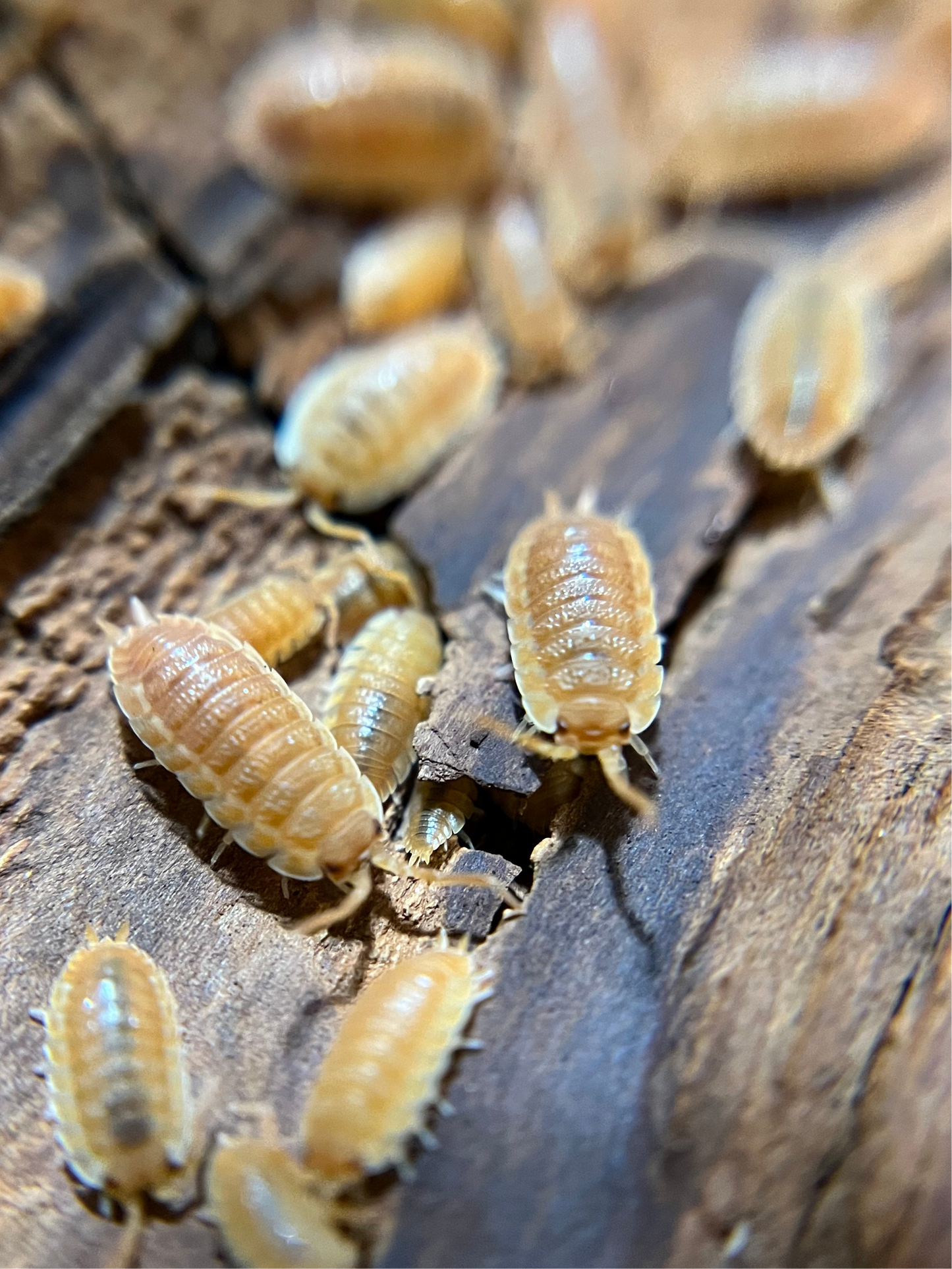 Oniscus asellus "BC maple" isopods (10+ count)