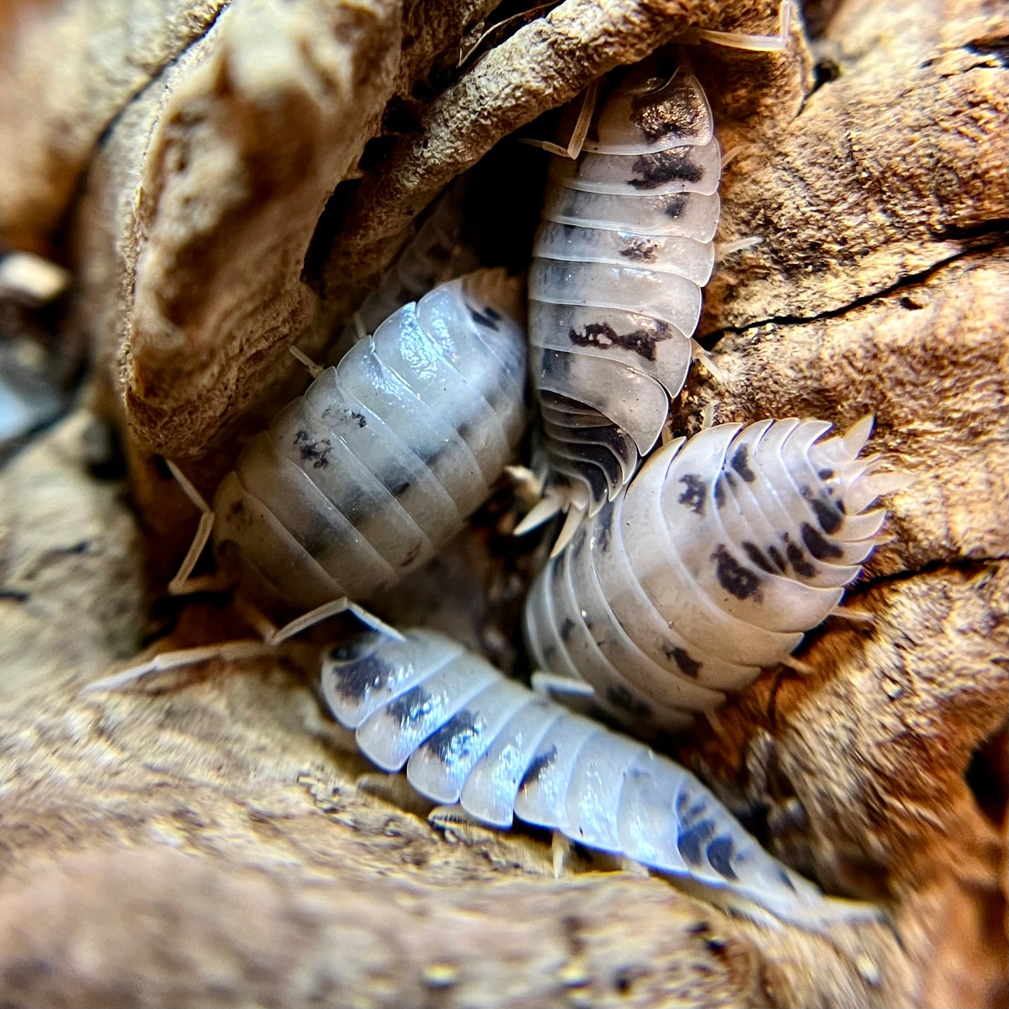 Porcellio laevis "dairy cow" isopods (12+ count)
