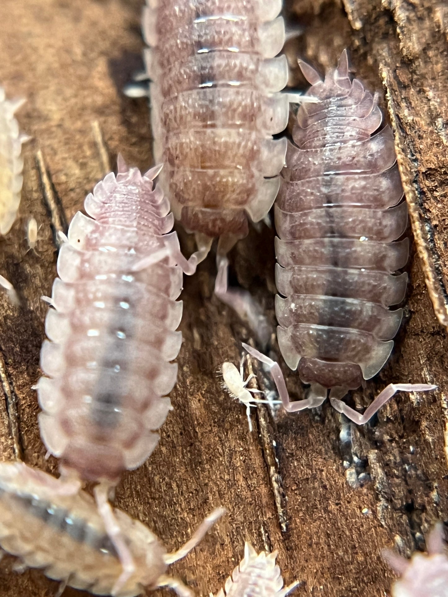Porcellio scaber "purple ghost" isopods (12+ count)