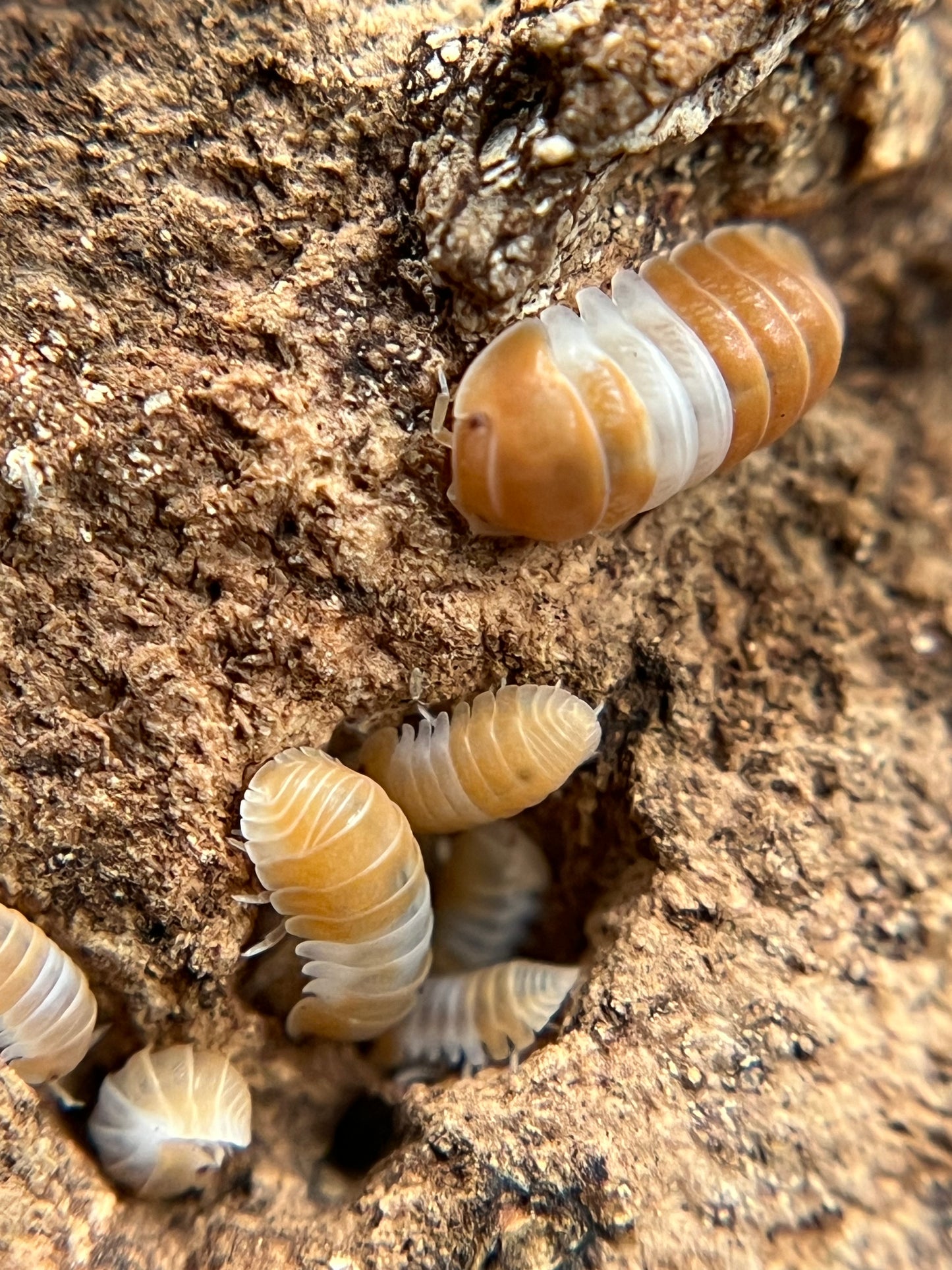 Cubaris sp. "red panda" isopods (10+ count)