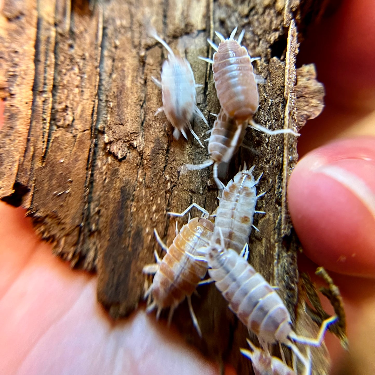 Porcellionides pruinosus “orange cream” isopods (12+ count)
