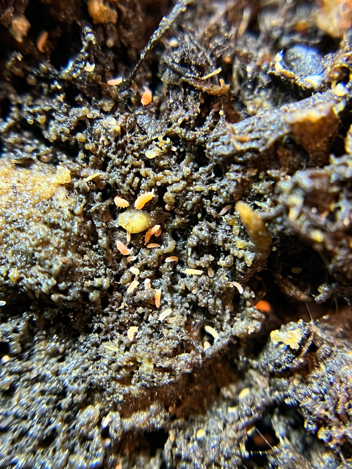 Neanura growae "Florida orange" springtails