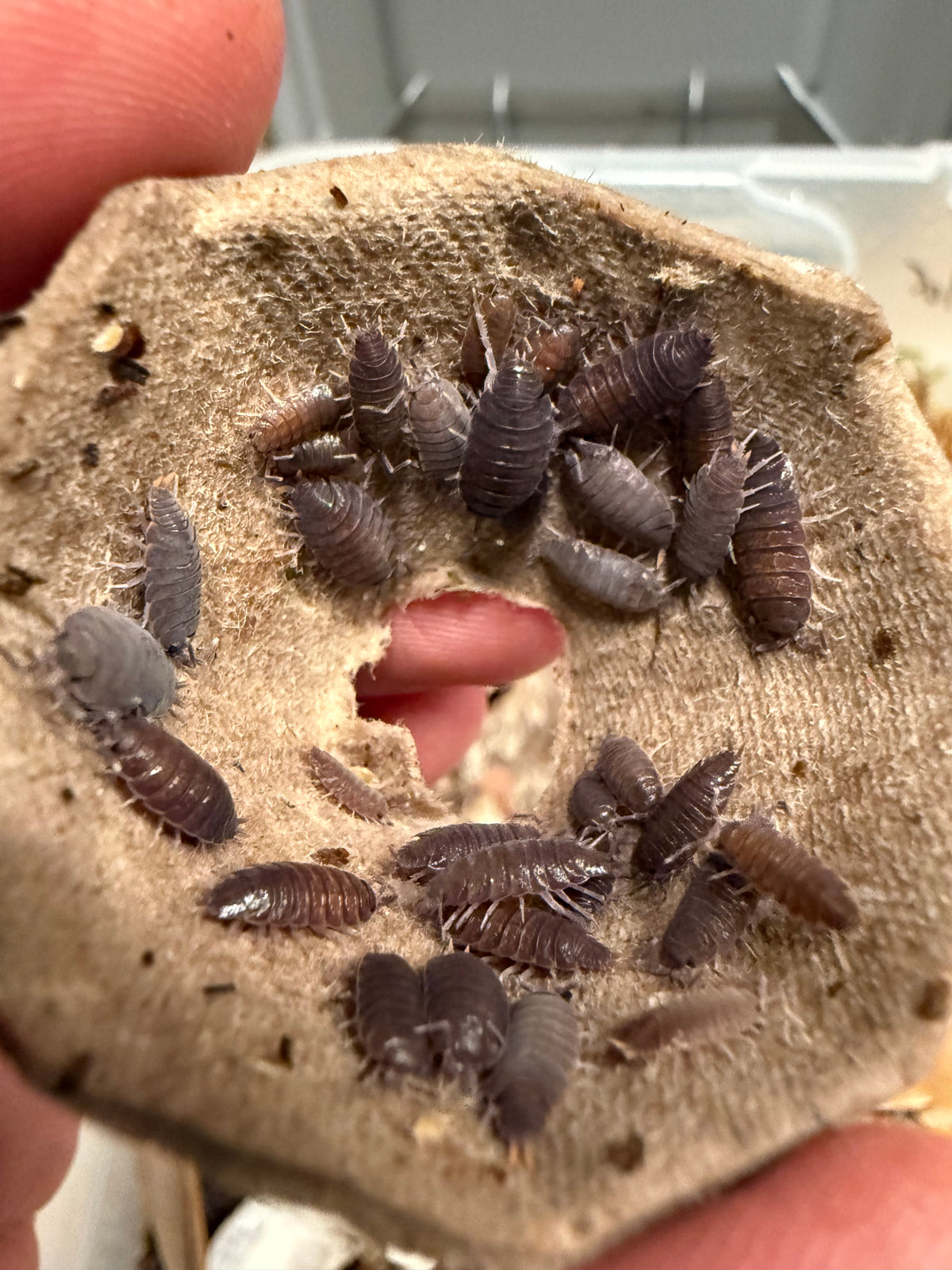 Porcellionides floria “Flowery Blue” isopods (12+ count)