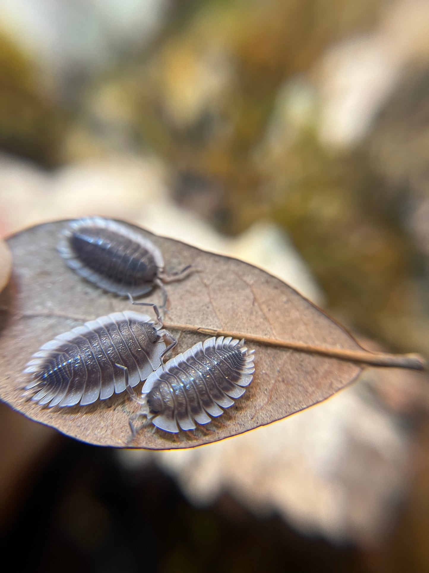 Porcellio werneri "Greek shield" isopods (10+ count)