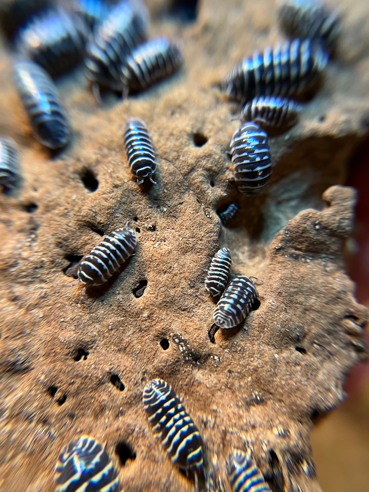 Armadillidium maculatum "zebra" isopods (12+ count)