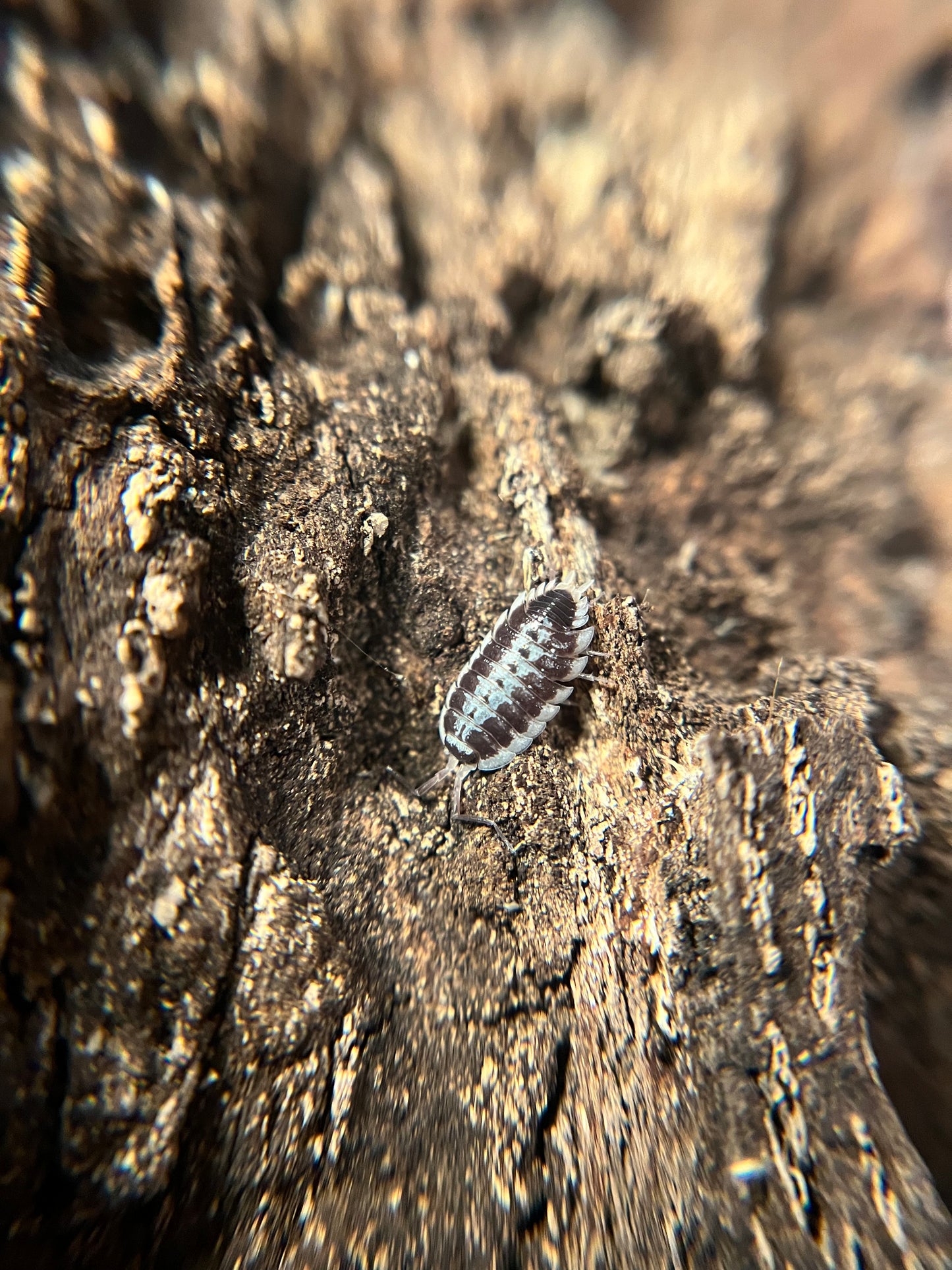 Porcellio flavomarginatus isopods (10+ count)