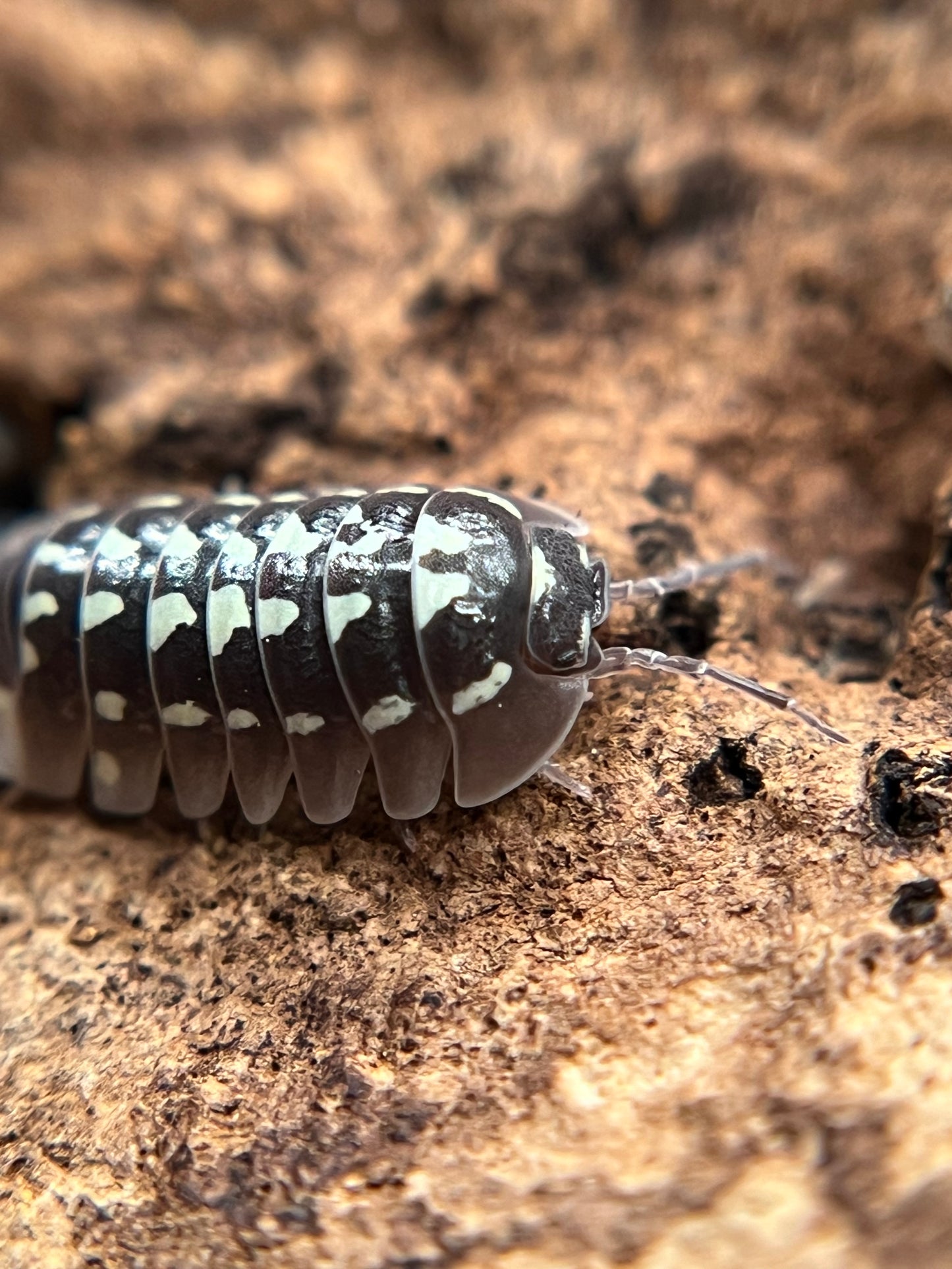 Armadillidium gestroi "white zinger" isopods (10+ count)