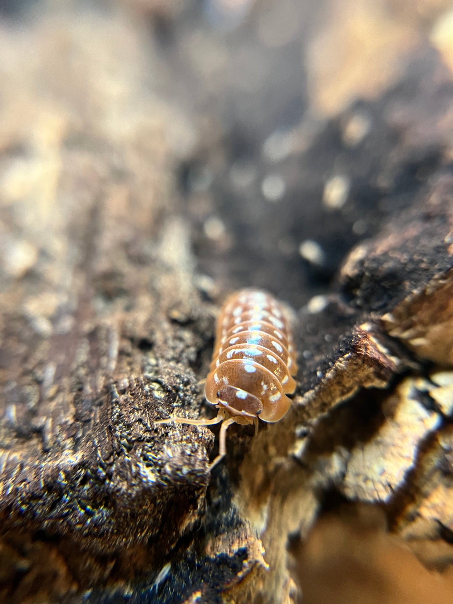 Armadillidium werneri "orange" isopods (12+ count)