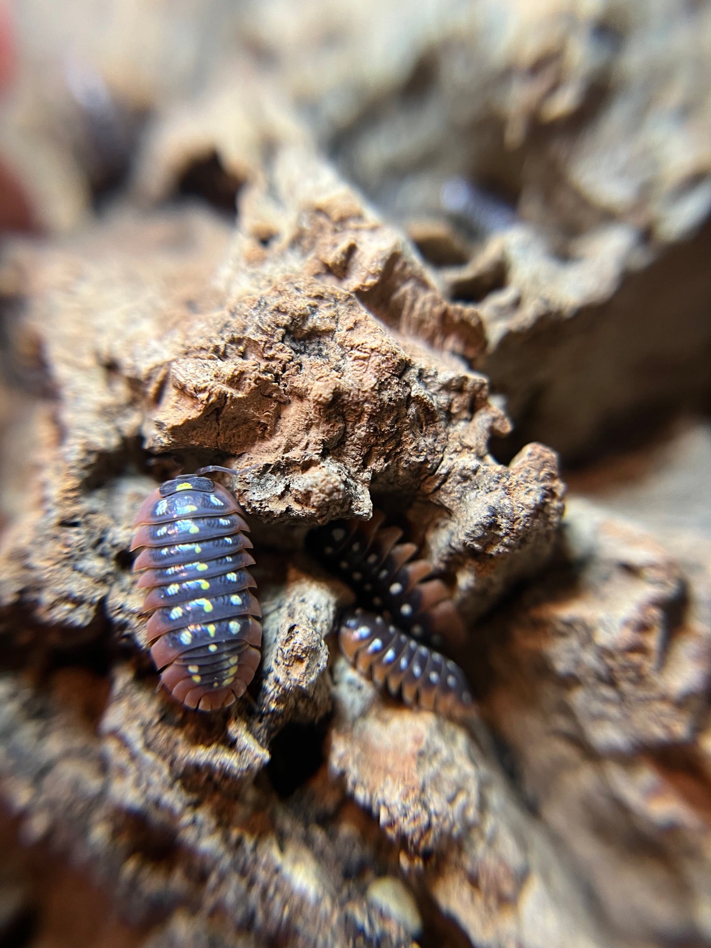 Armadillidium klugii "Montenegro" isopods (12+ count)
