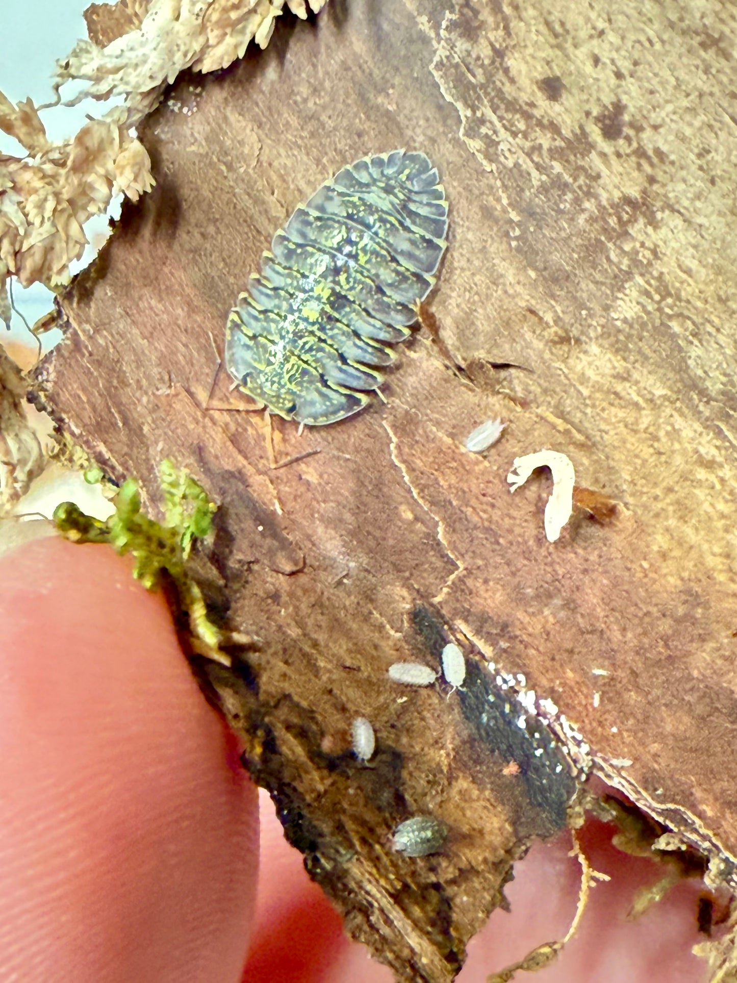 Troglodillo sp. “green spot” isopods (10+ count)