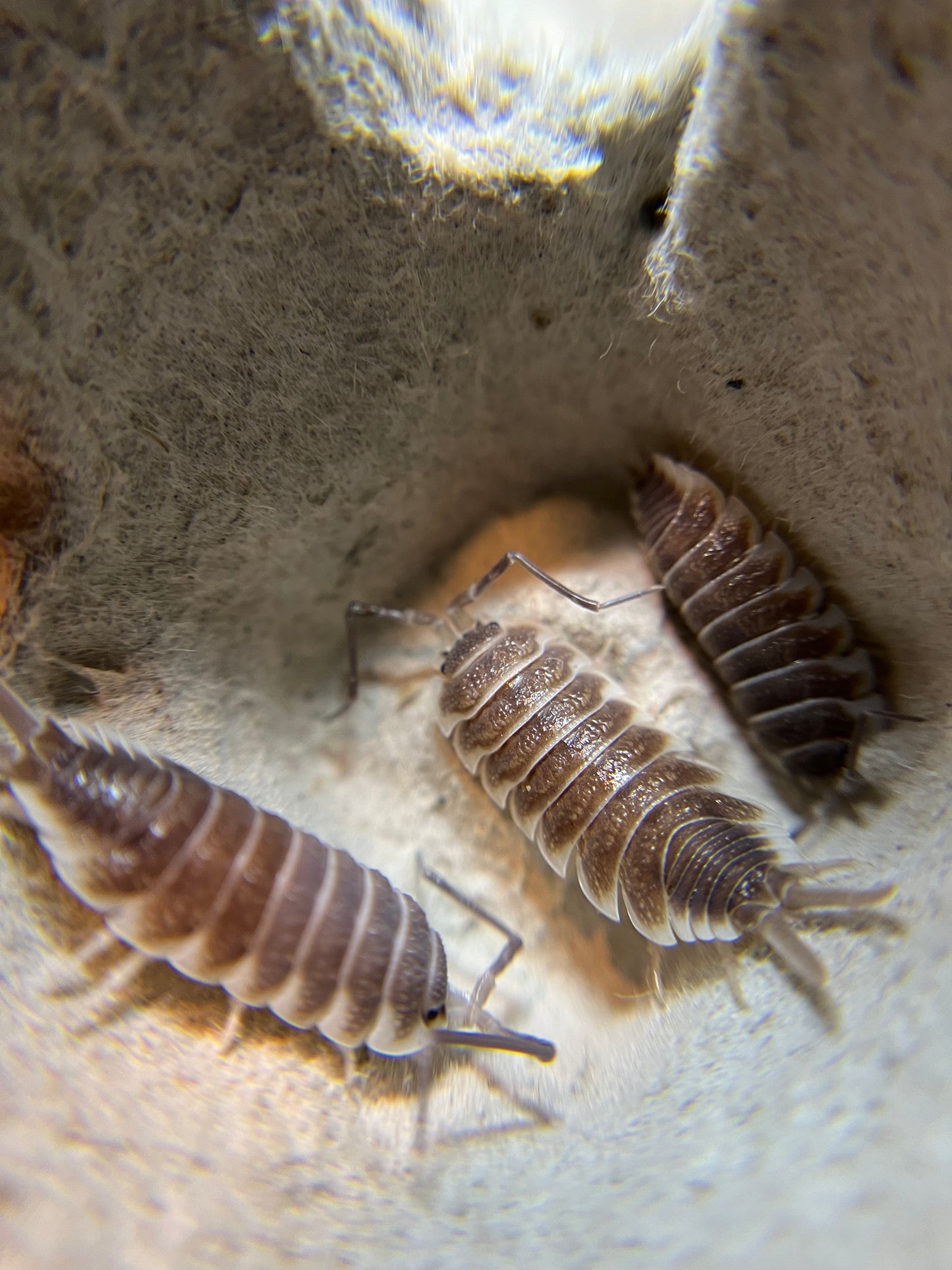 Porcellio hoffmannseggi "chocolate" isopods (10+ count)