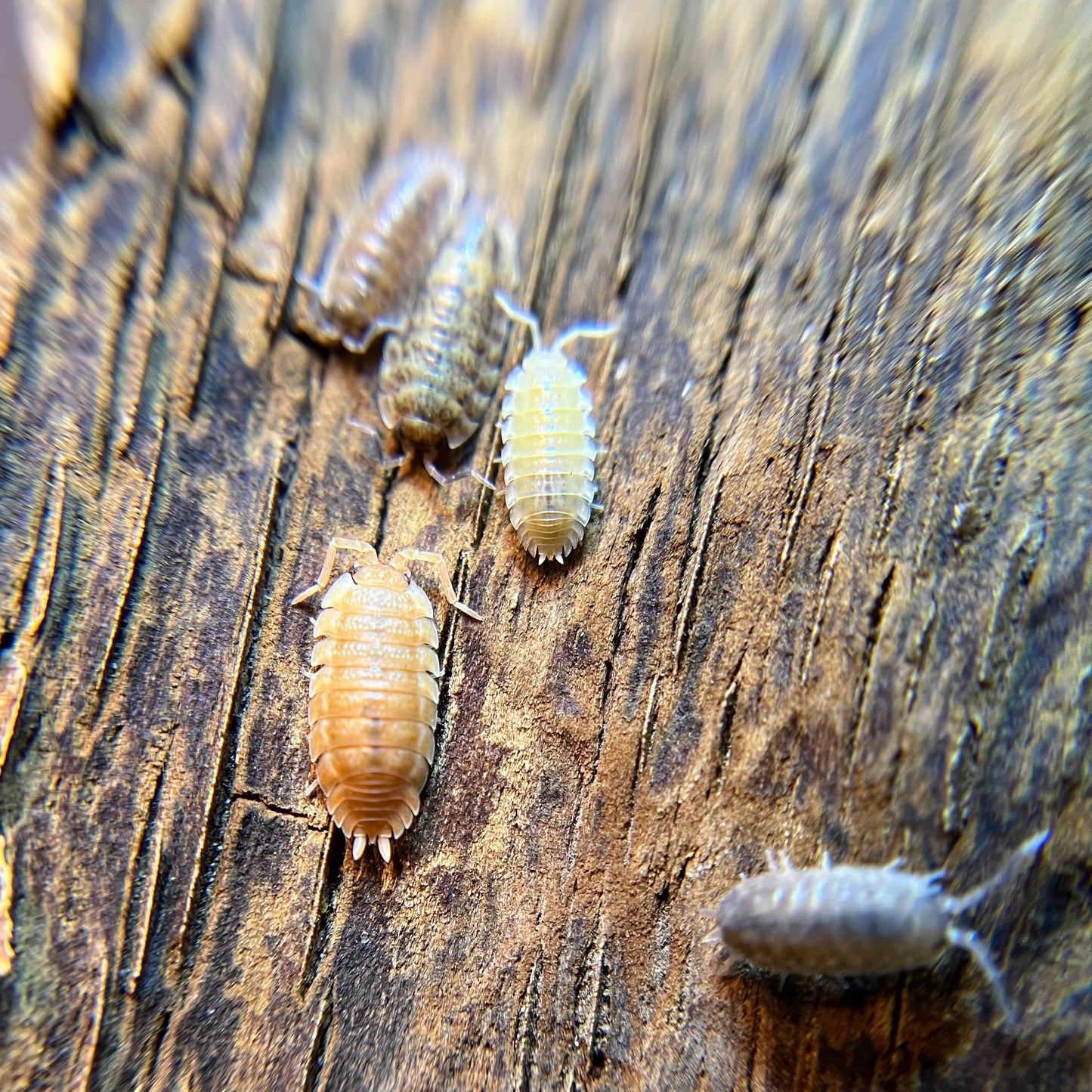 Porcellio scaber "lottery ticket" isopods (12+ count)
