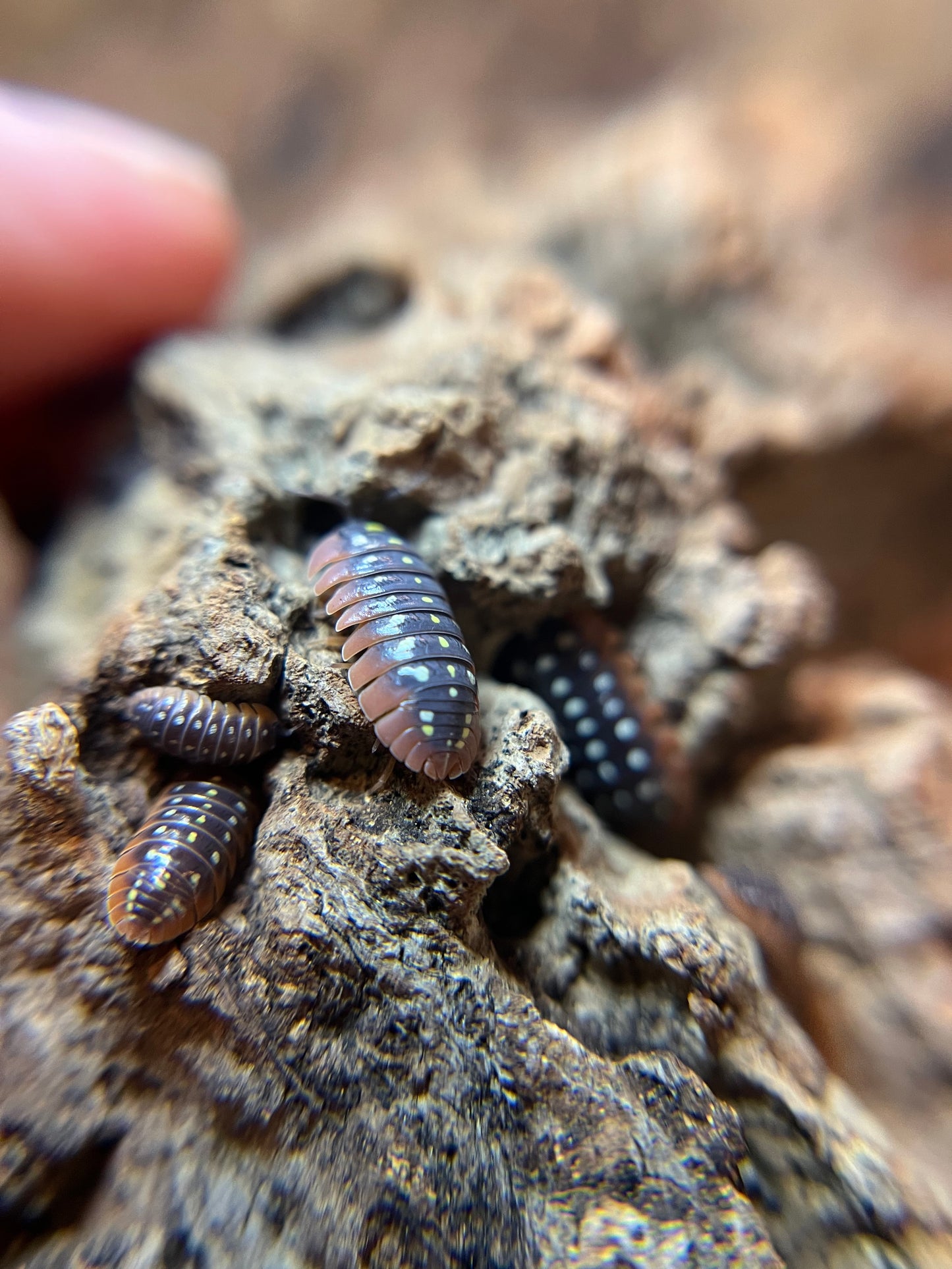 Armadillidium klugii "Montenegro" isopods (12+ count)