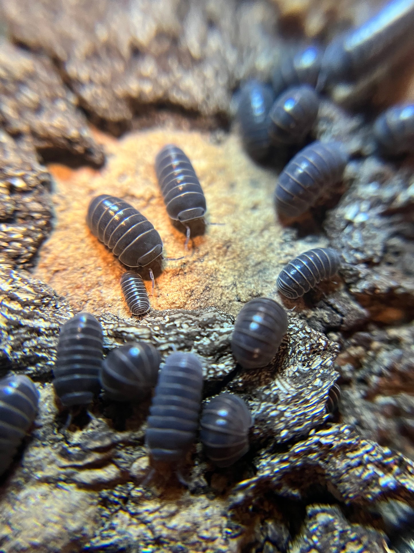 Armadillo officinalis "Sicily" isopods (12+ count)