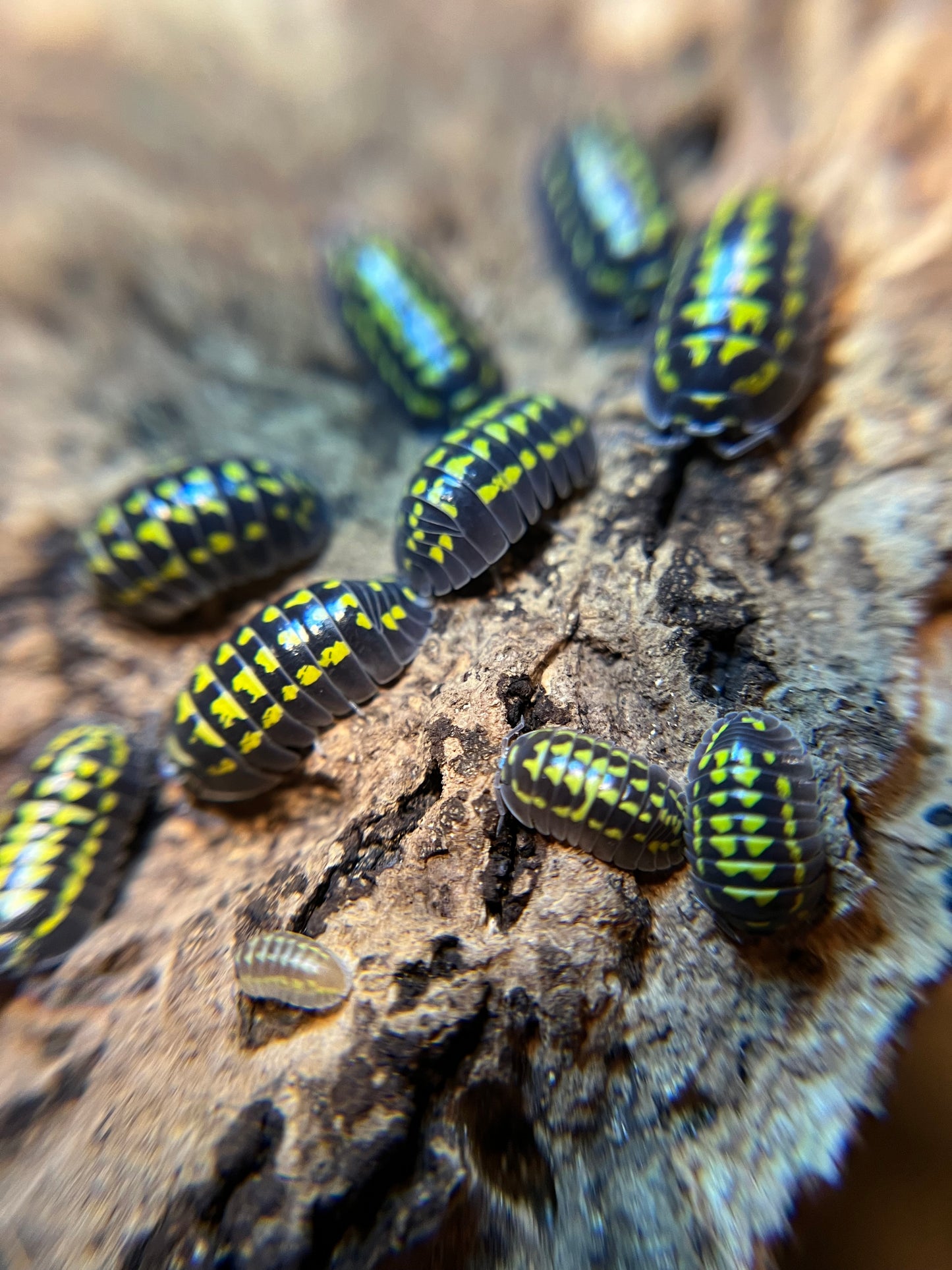 Armadillidium gestroi isopods (12+ count)