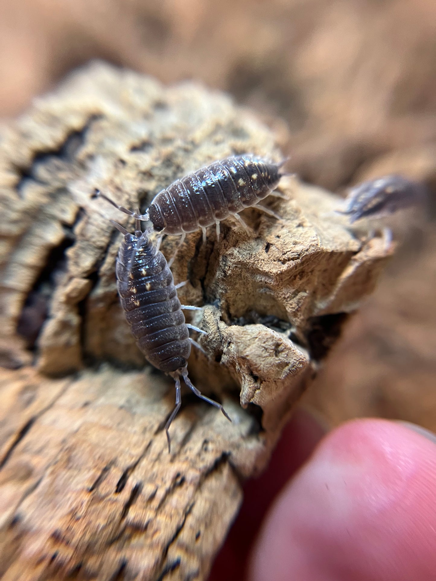 Porcellio ornatus "south dot/yellow dot" isopods (12+ count)