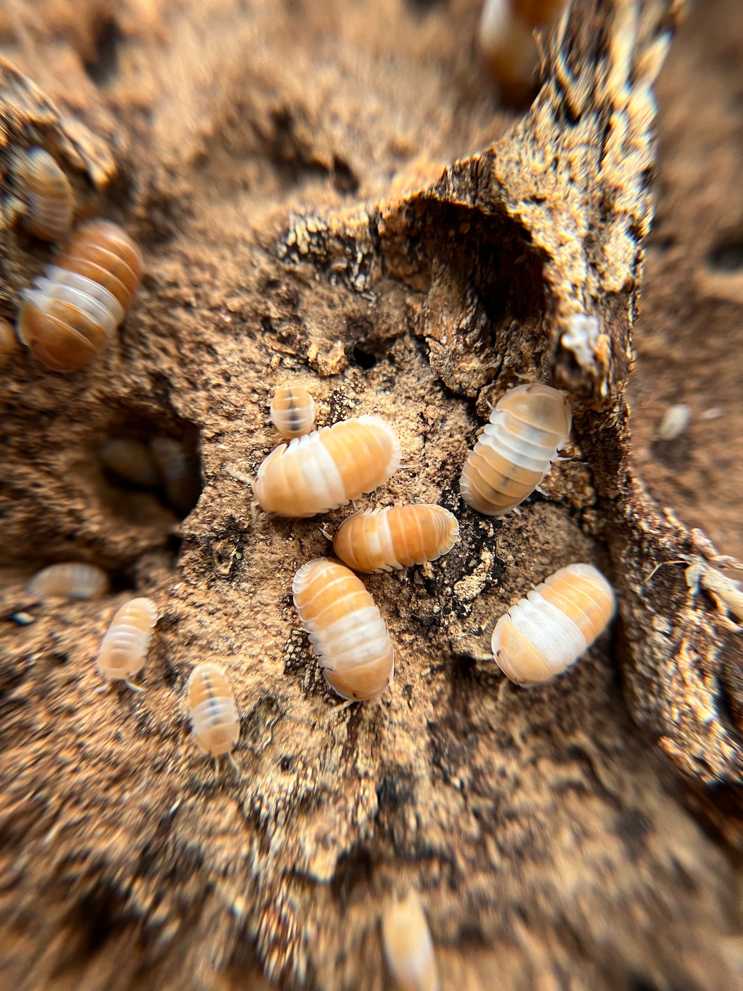 Cubaris sp. "red panda" isopods (10+ count)