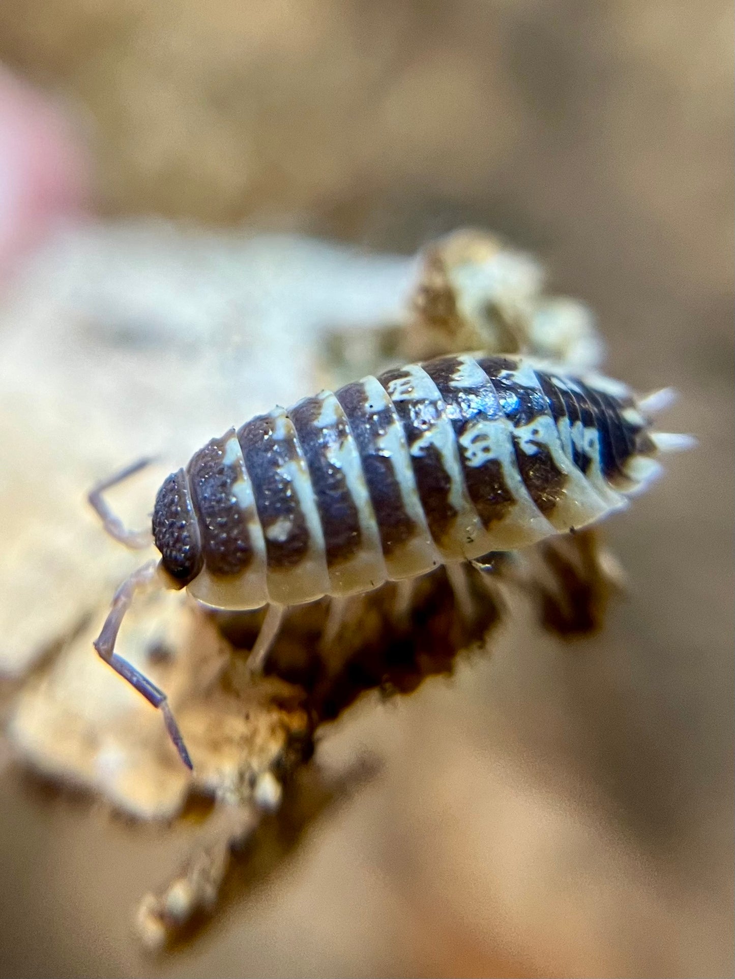 Porcellio ornatus "high yellow" isopods (10+ count)