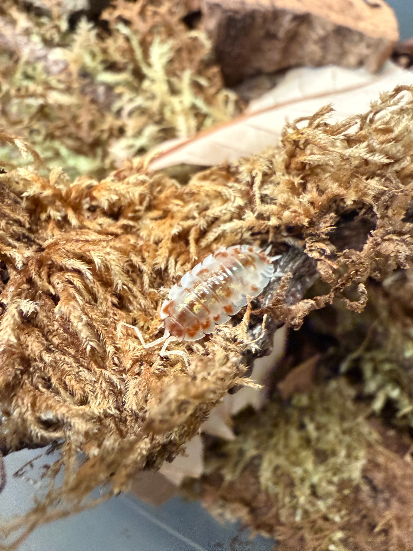 Oniscus asellus "orange Mardi Gras" isopods (10+ count)