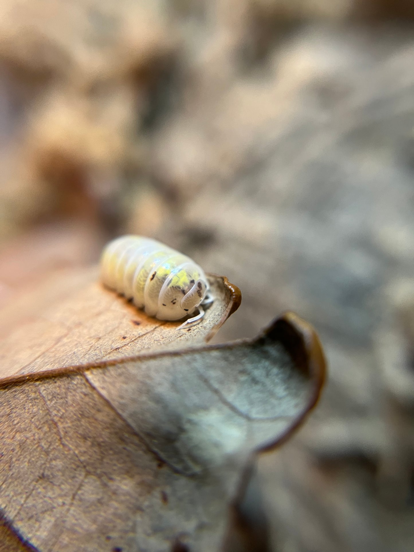 Armadillidium vulgare “American magic potion” isopods (12+ count)