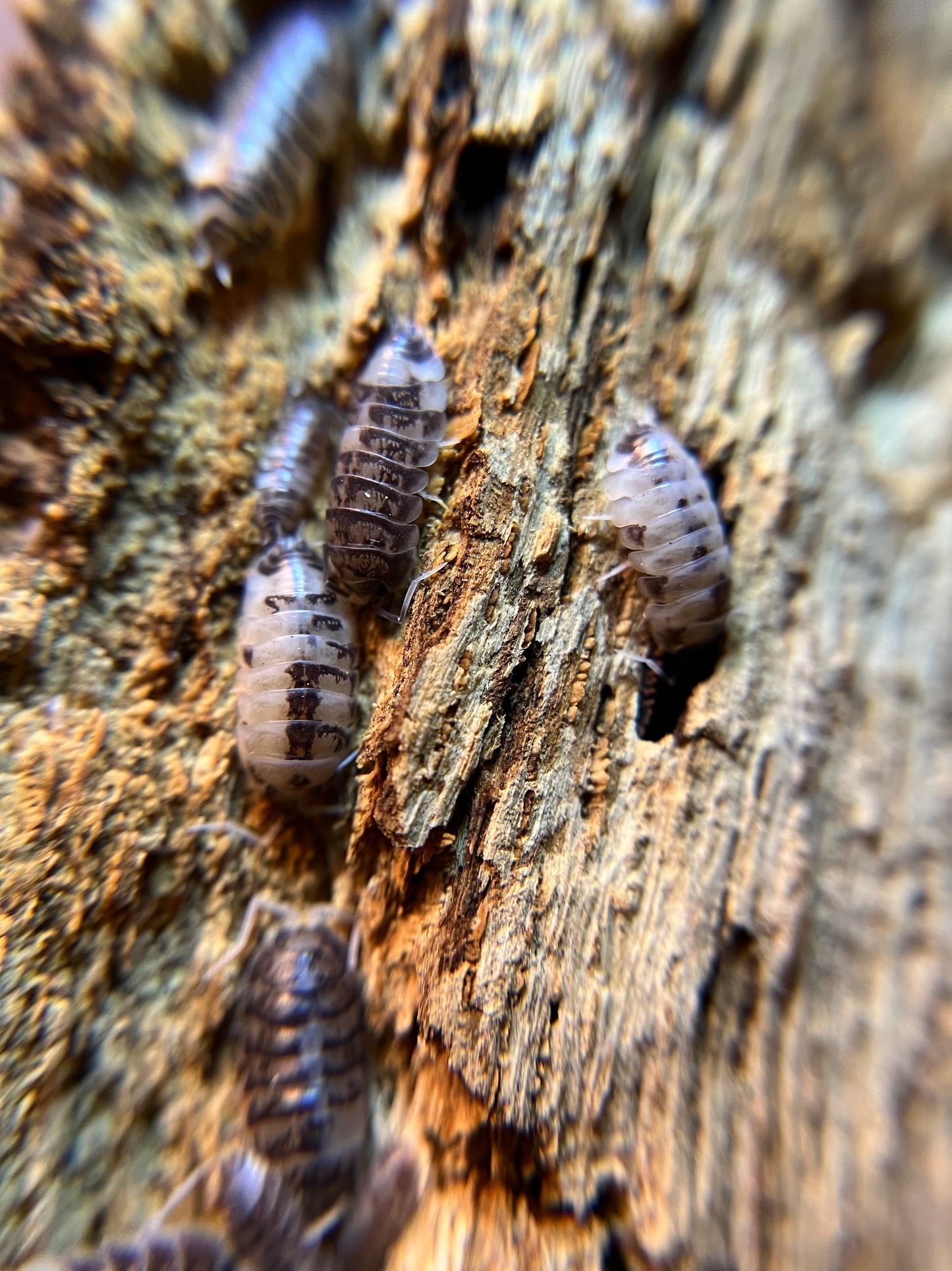Cylisticus convexus "Ukraine pied" isopods (12+ count)