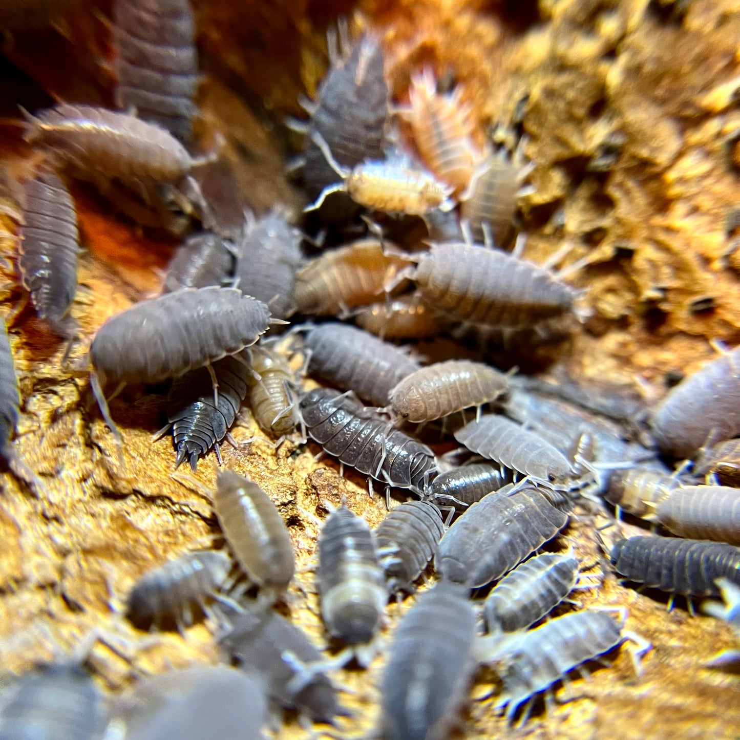 Porcellionides pruinosus “party mix” isopods (12+ count)