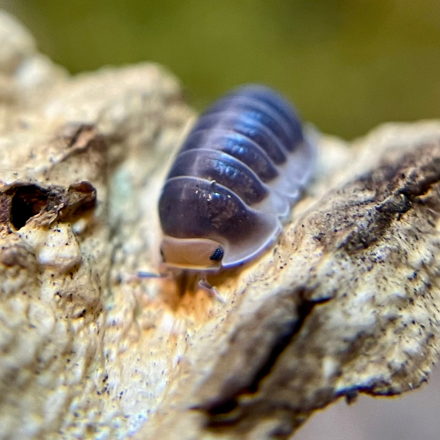 Cubaris sp. "Pak Chong" isopods (10+ count)