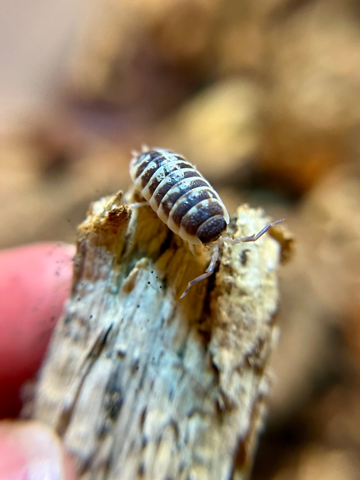 Porcellio ornatus "high yellow" isopods (10+ count)