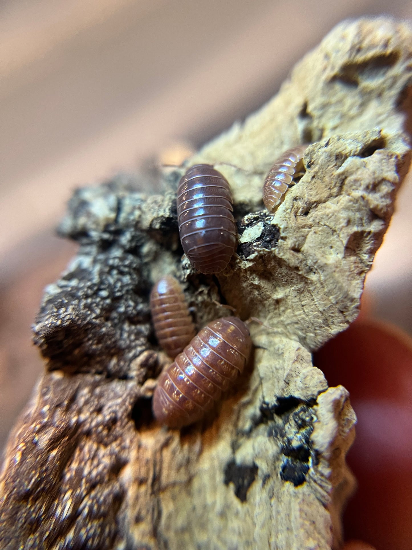 Armadillidium vulgare “orange vigor” isopods (12+ count)