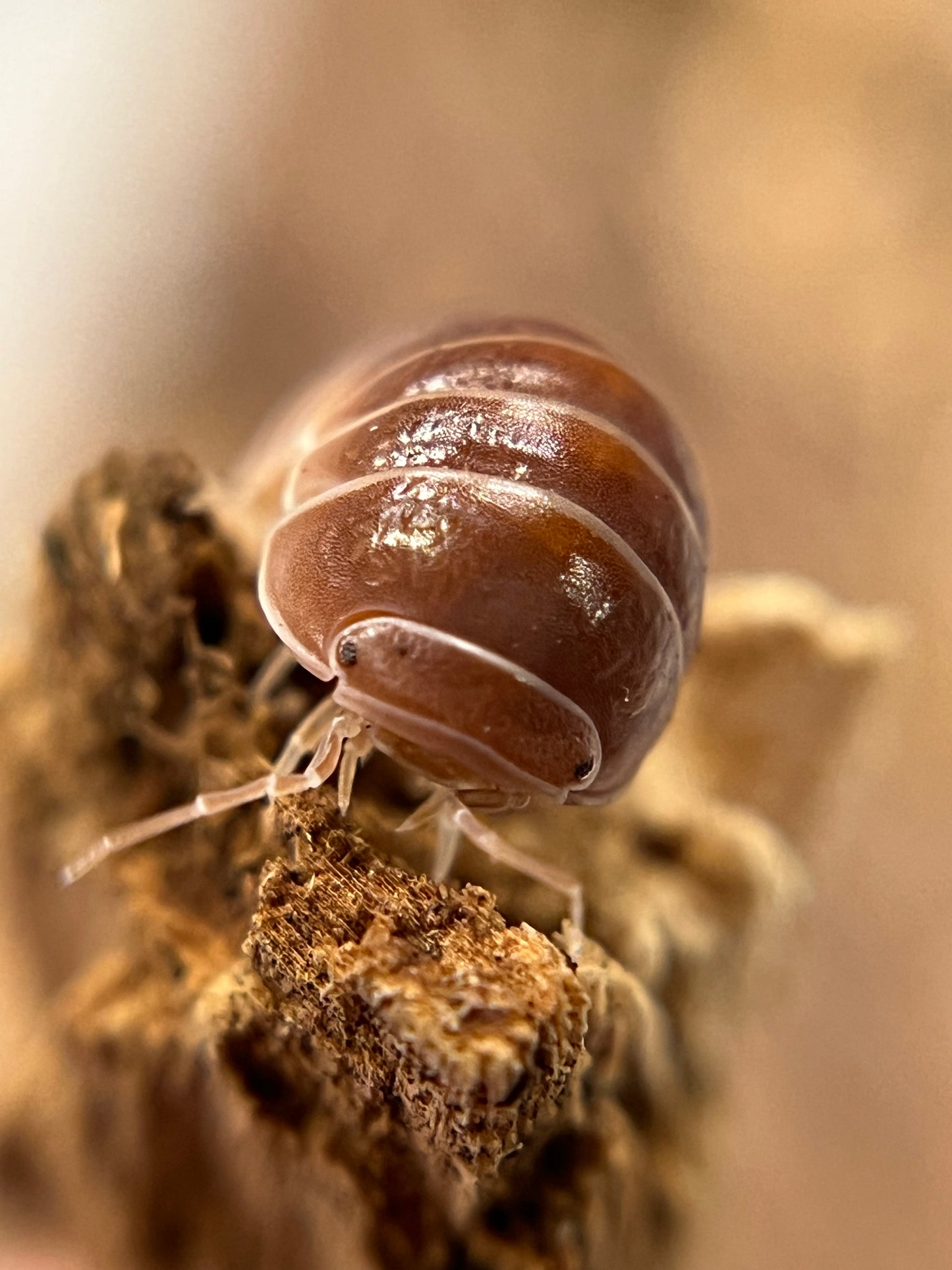 Armadillo officinalis "red" isopods (12+ count)