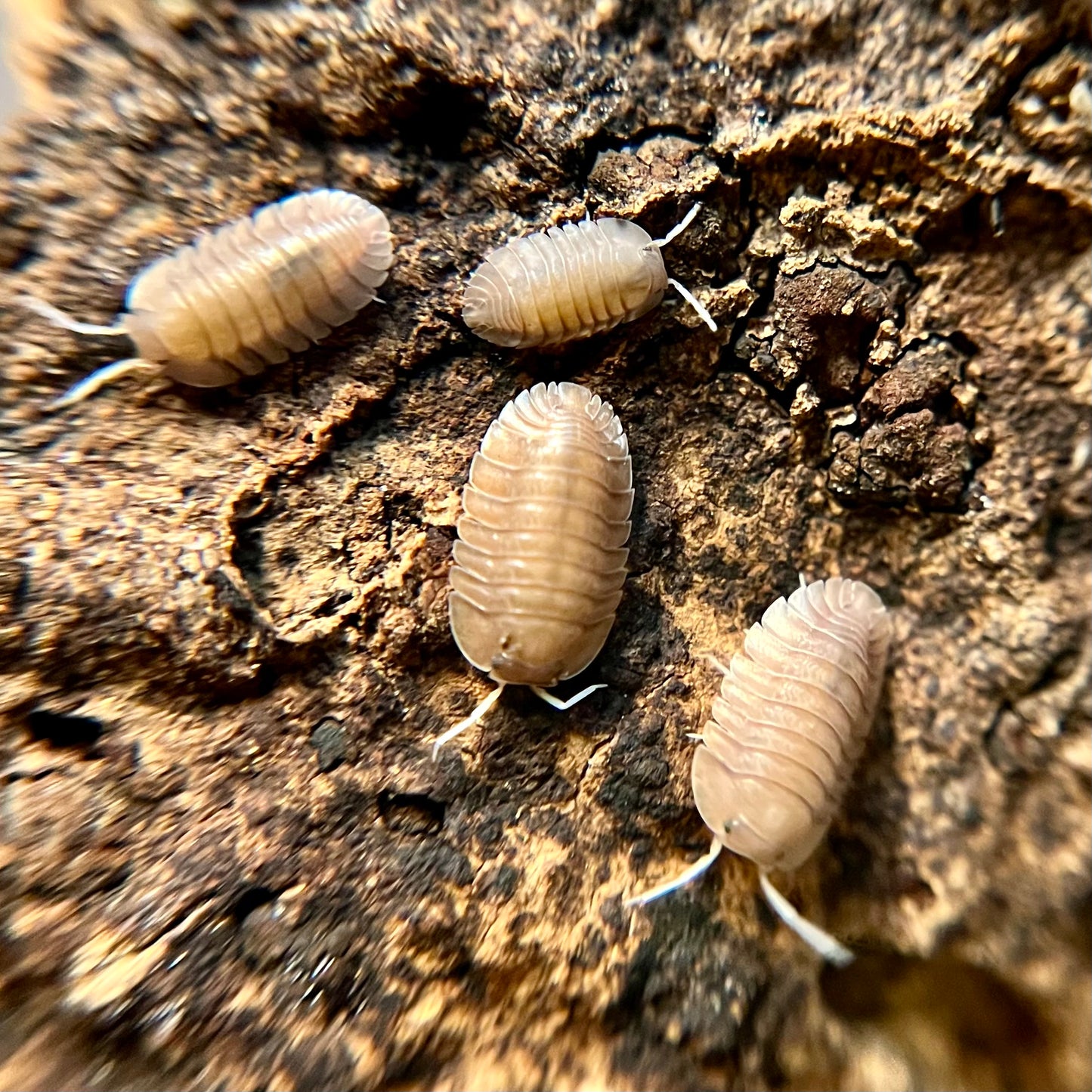 Troglodillo sp. “soil” isopods (10+ count)