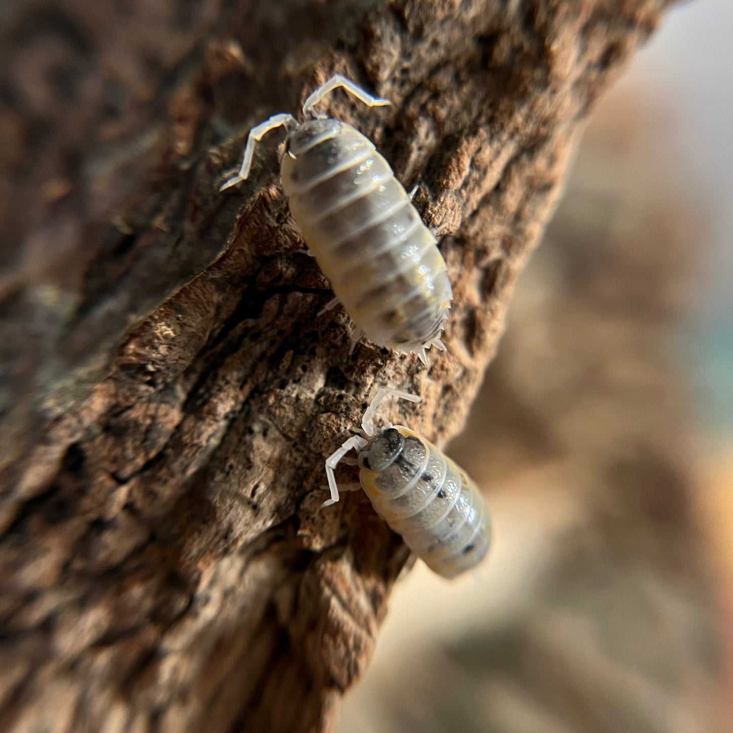 Porcellio ornatus “witches brew” isopods (12+ count)