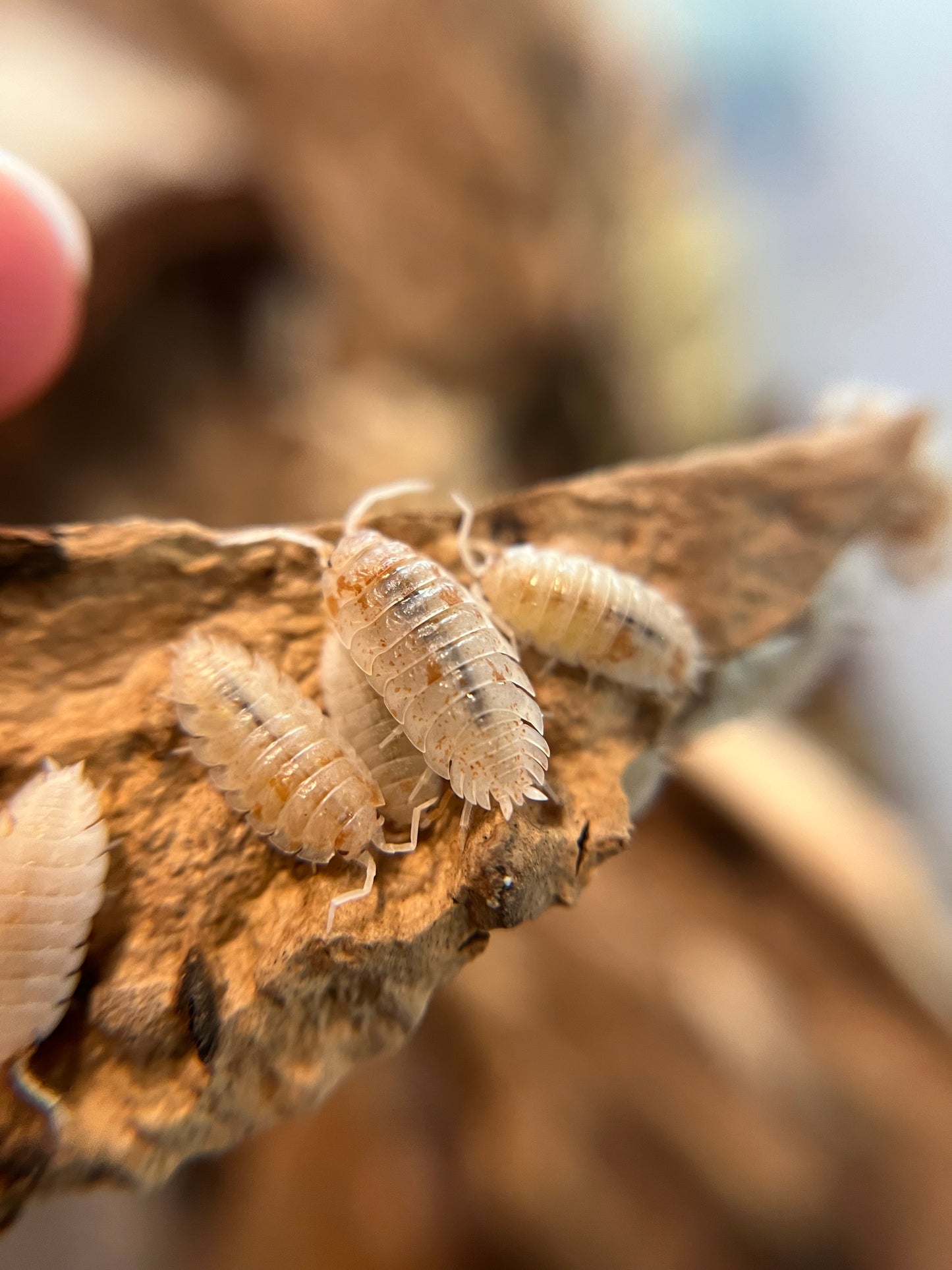Porcellio scaber "orange dalmatian" isopods (12+ count)