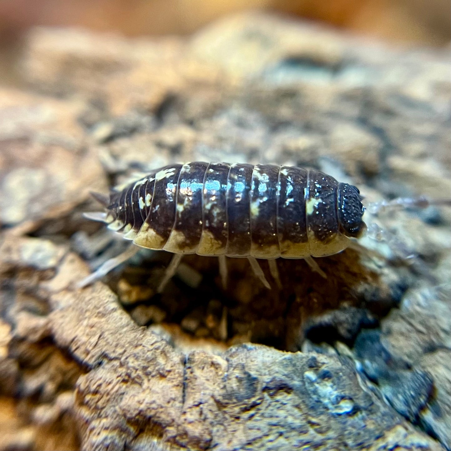 Porcellio ornatus "high yellow" isopods (10+ count)