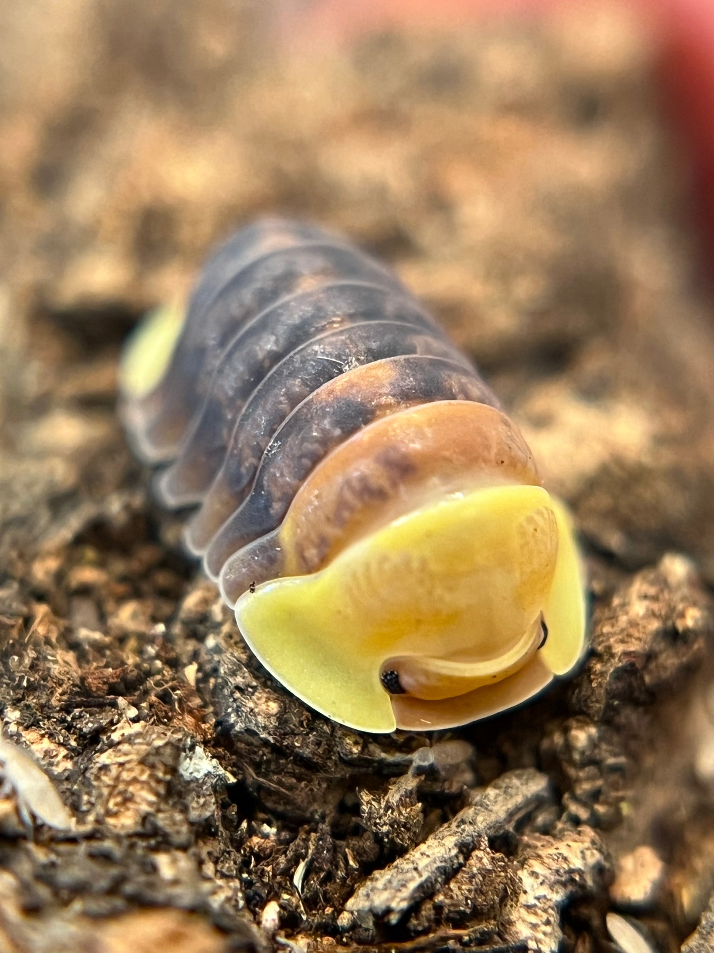 Cubaris sp. “Rubber Ducky” color mix isopods (10+ count)