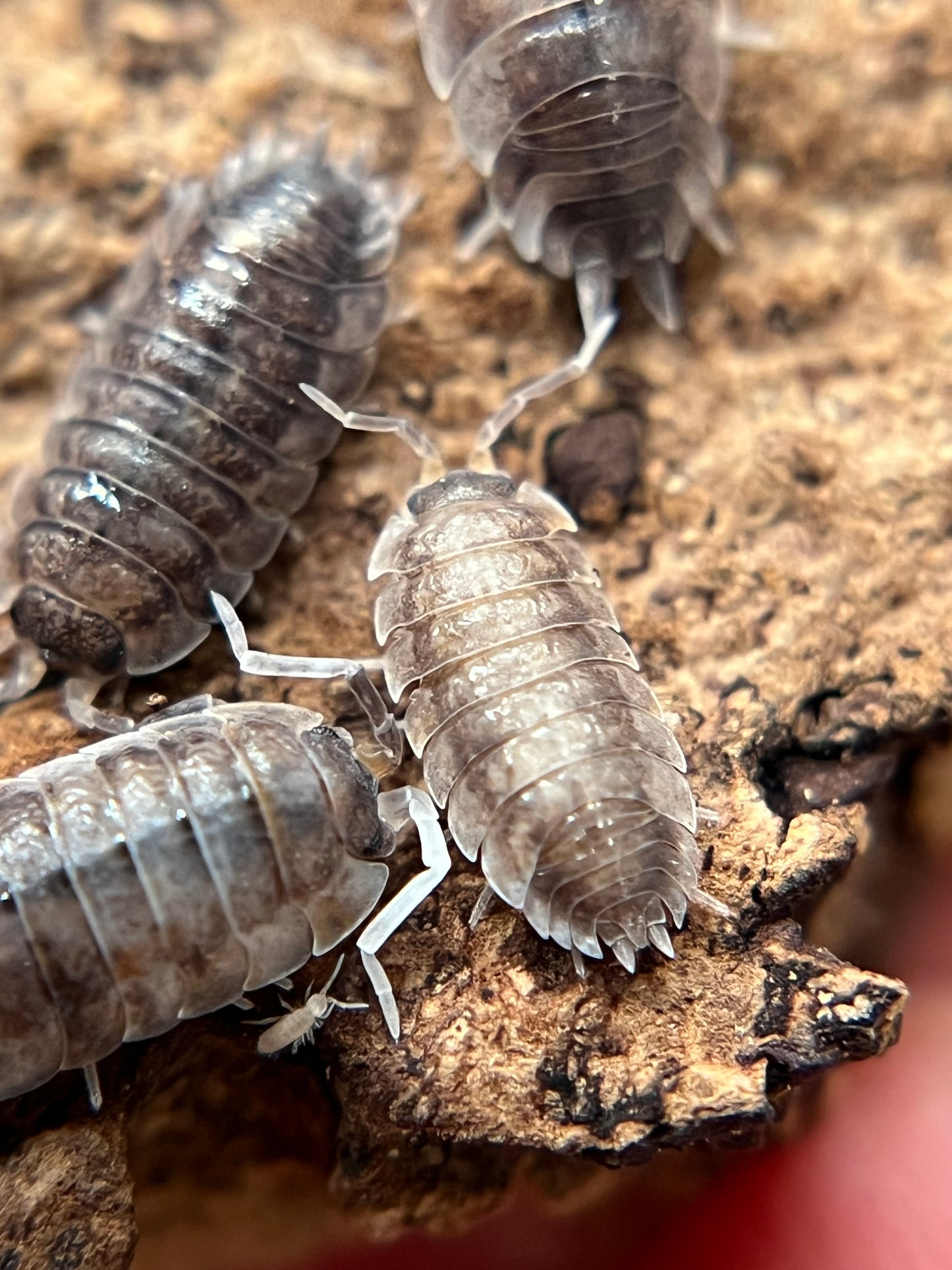 Porcellio scaber "koi" isopods (12+ count)