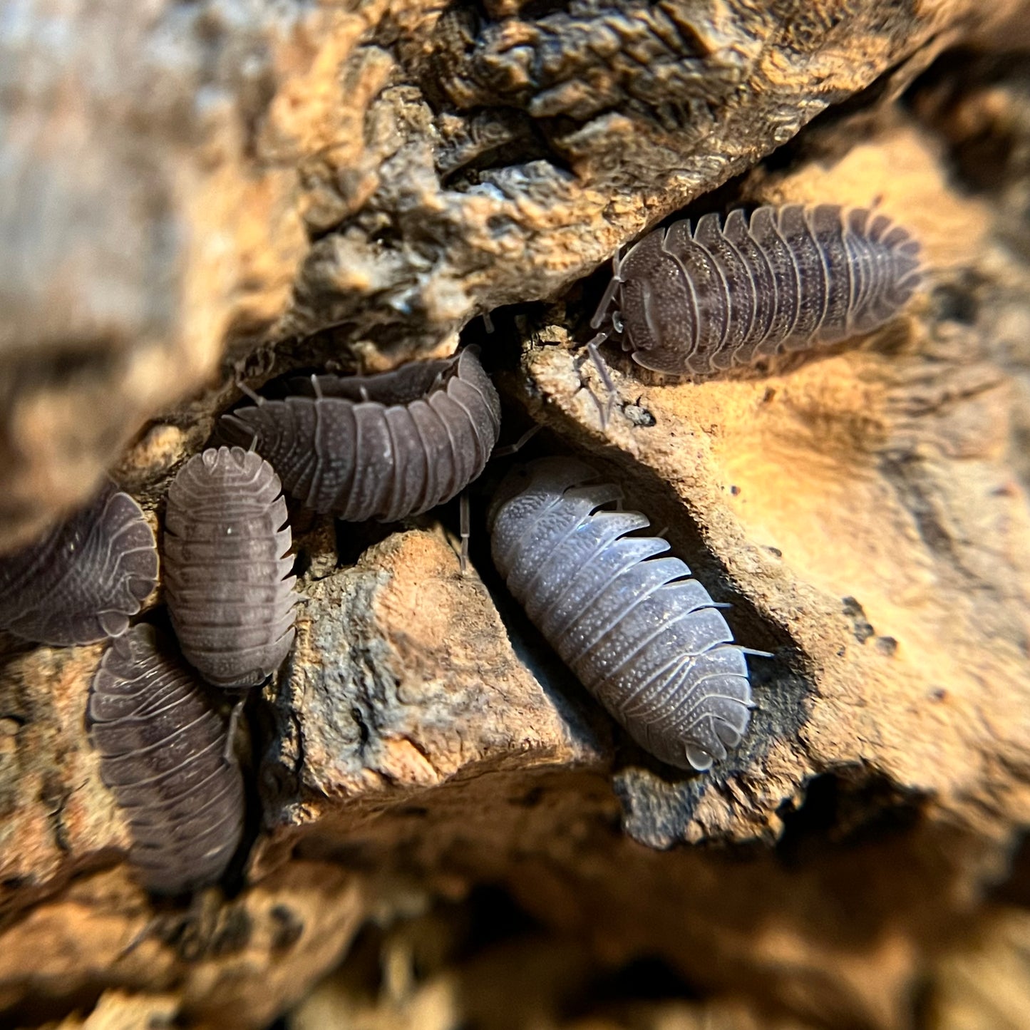 Armadillidium scaberrimum “sandstone” isopods (12+ count)