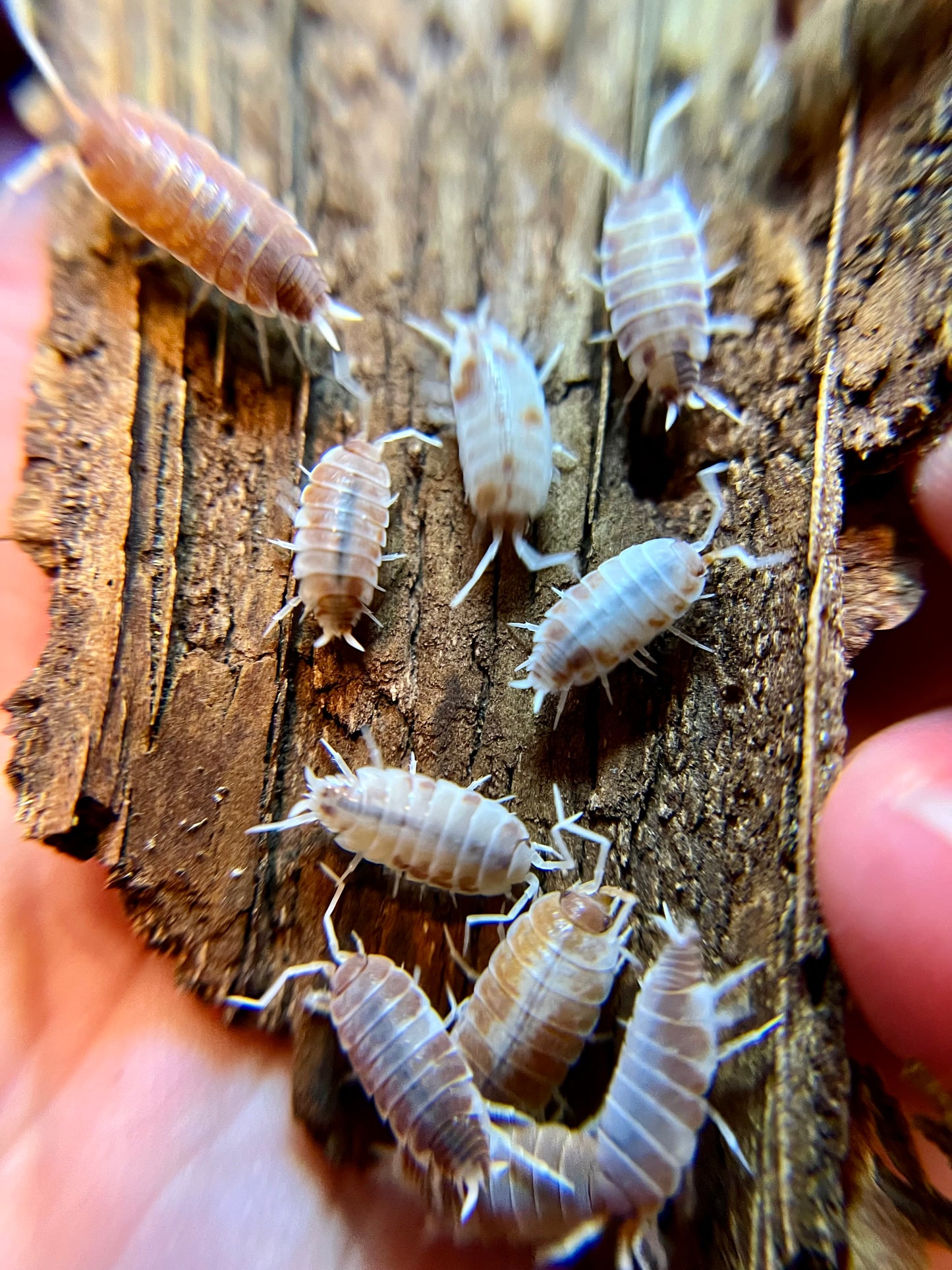 Porcellionides pruinosus “orange cream” isopods (12+ count)