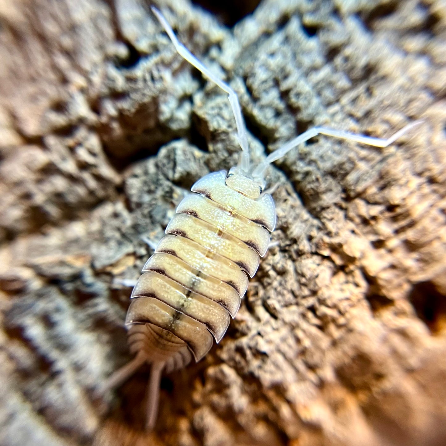 Porcellio bolvari isopods (10+ count)