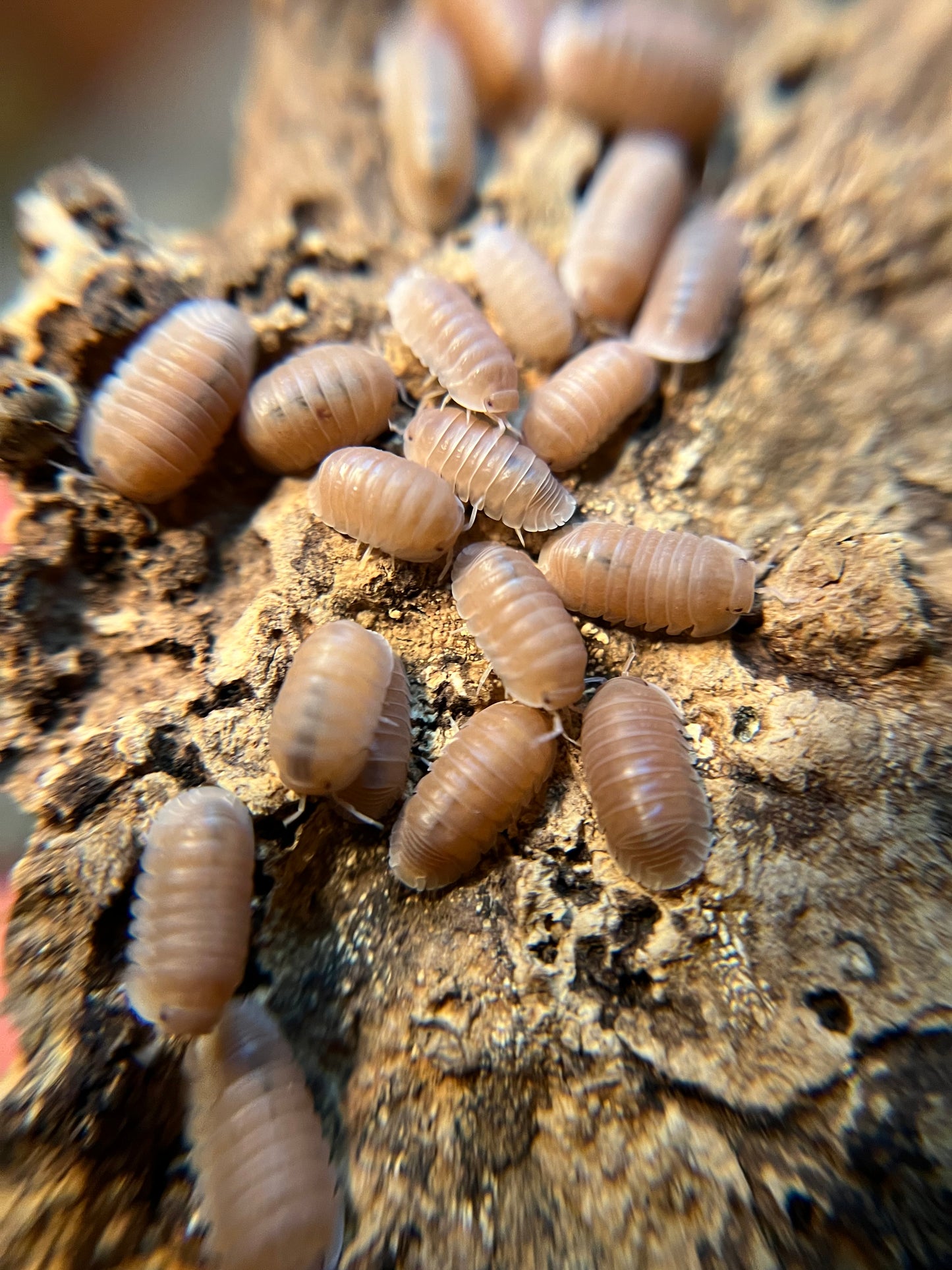 Cubaris murina “papaya” isopods (12+ count)