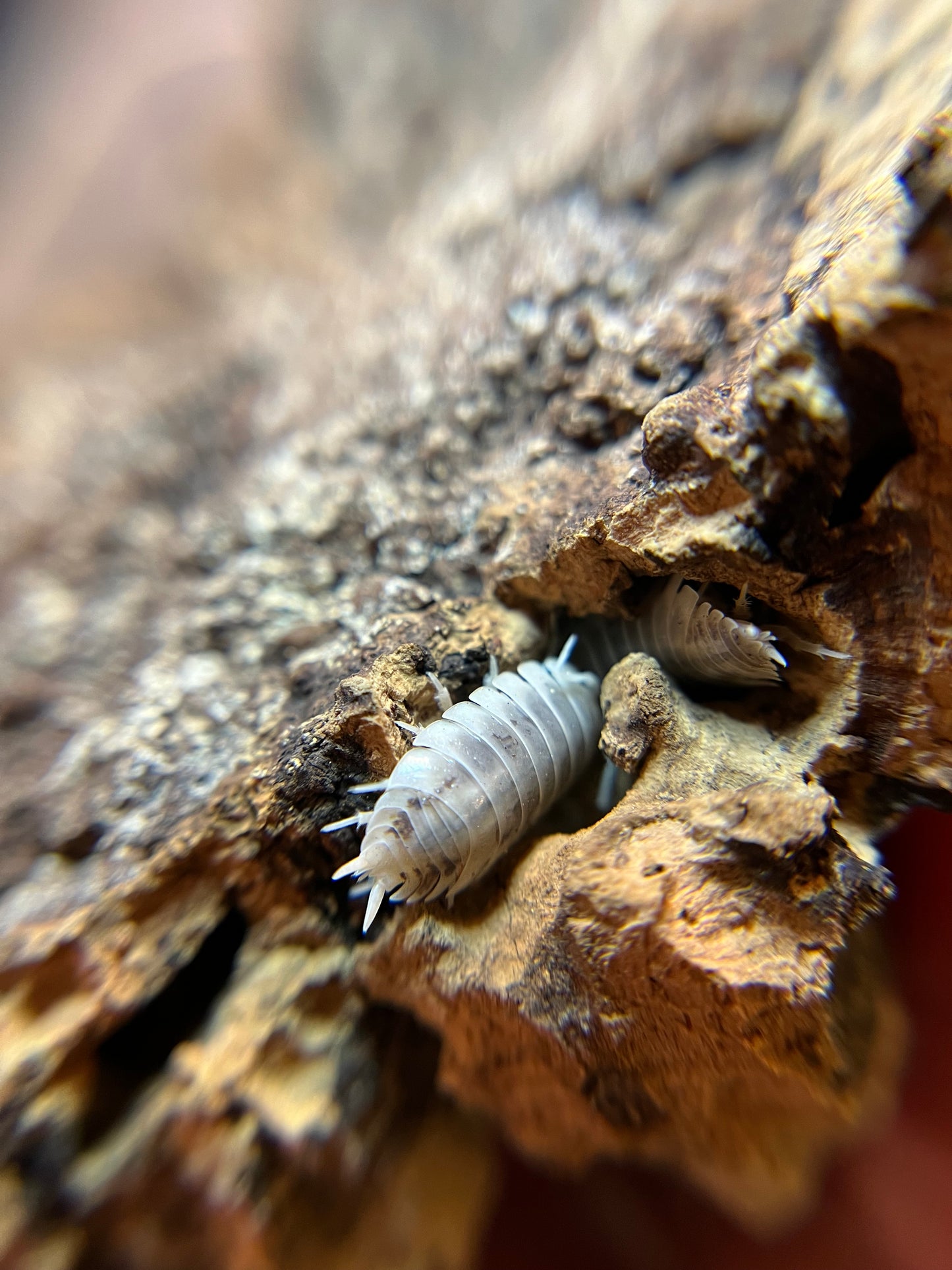 Porcellio laevis "how now" isopods (12+ count)