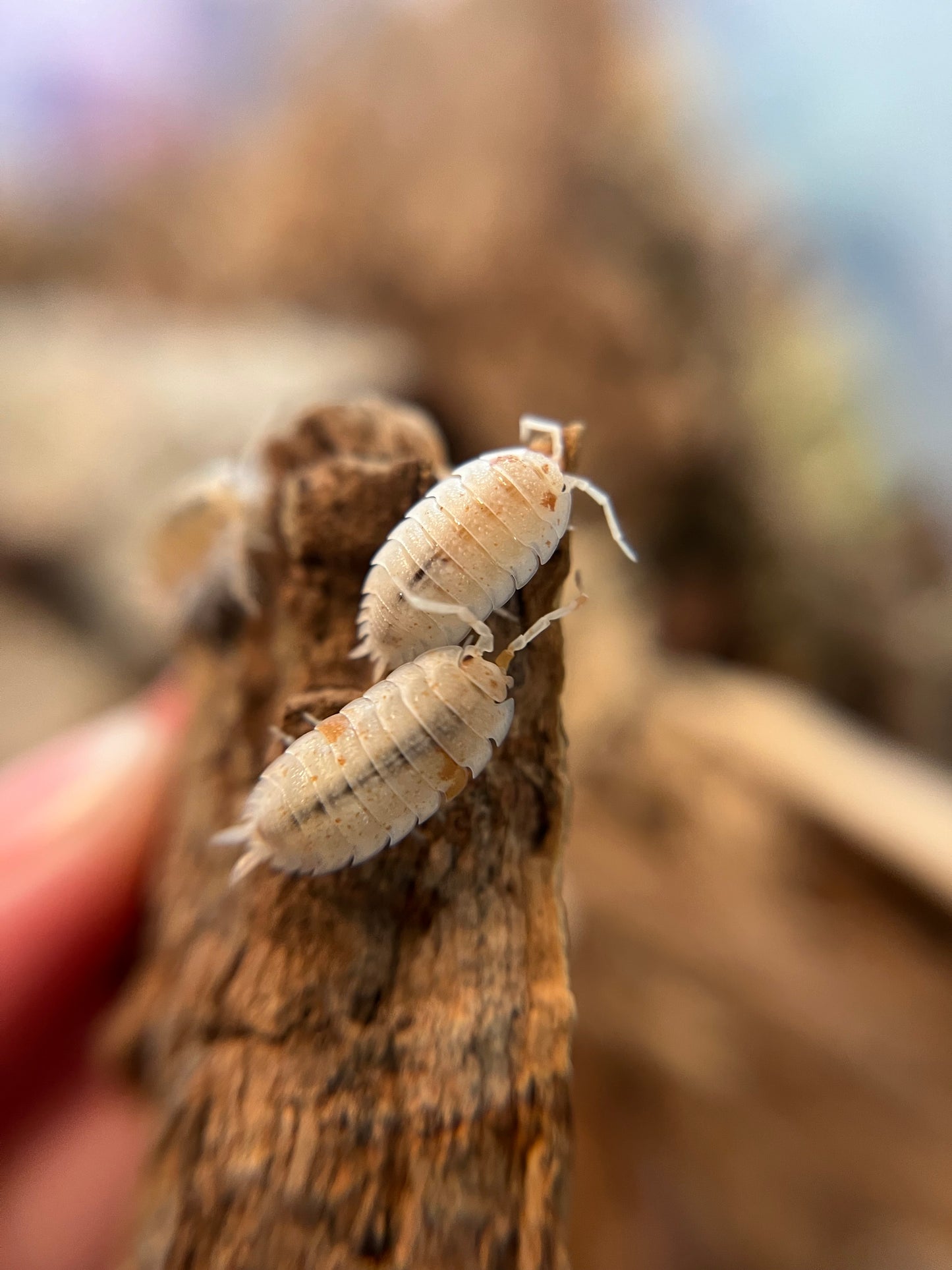 Porcellio scaber "orange dalmatian" isopods (12+ count)