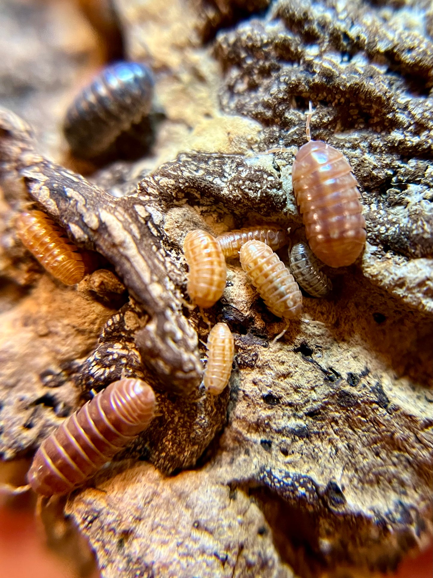 Armadillidium vulgare “orange vigor” isopods (12+ count)