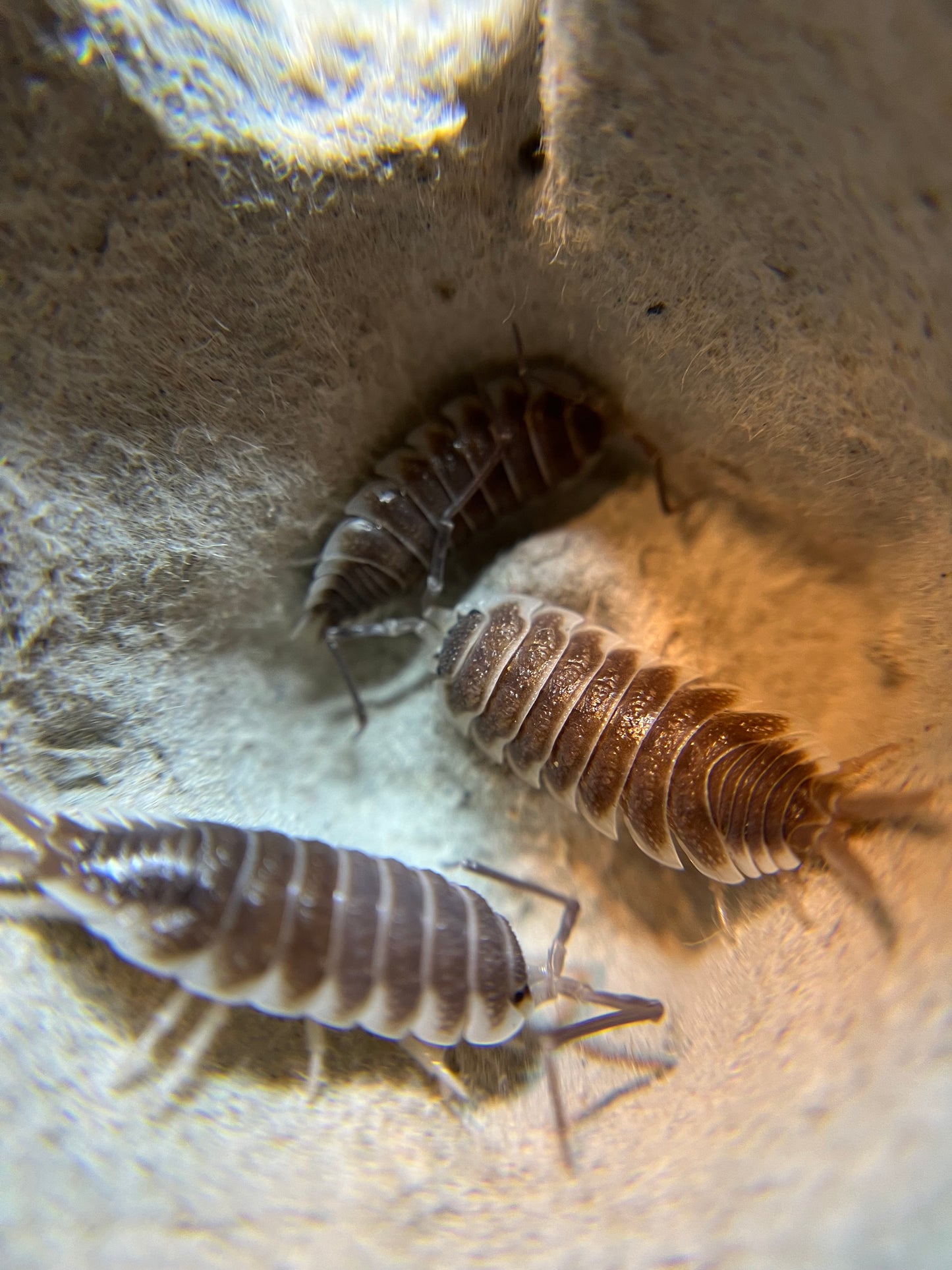 Porcellio hoffmannseggi "chocolate" isopods (10+ count)